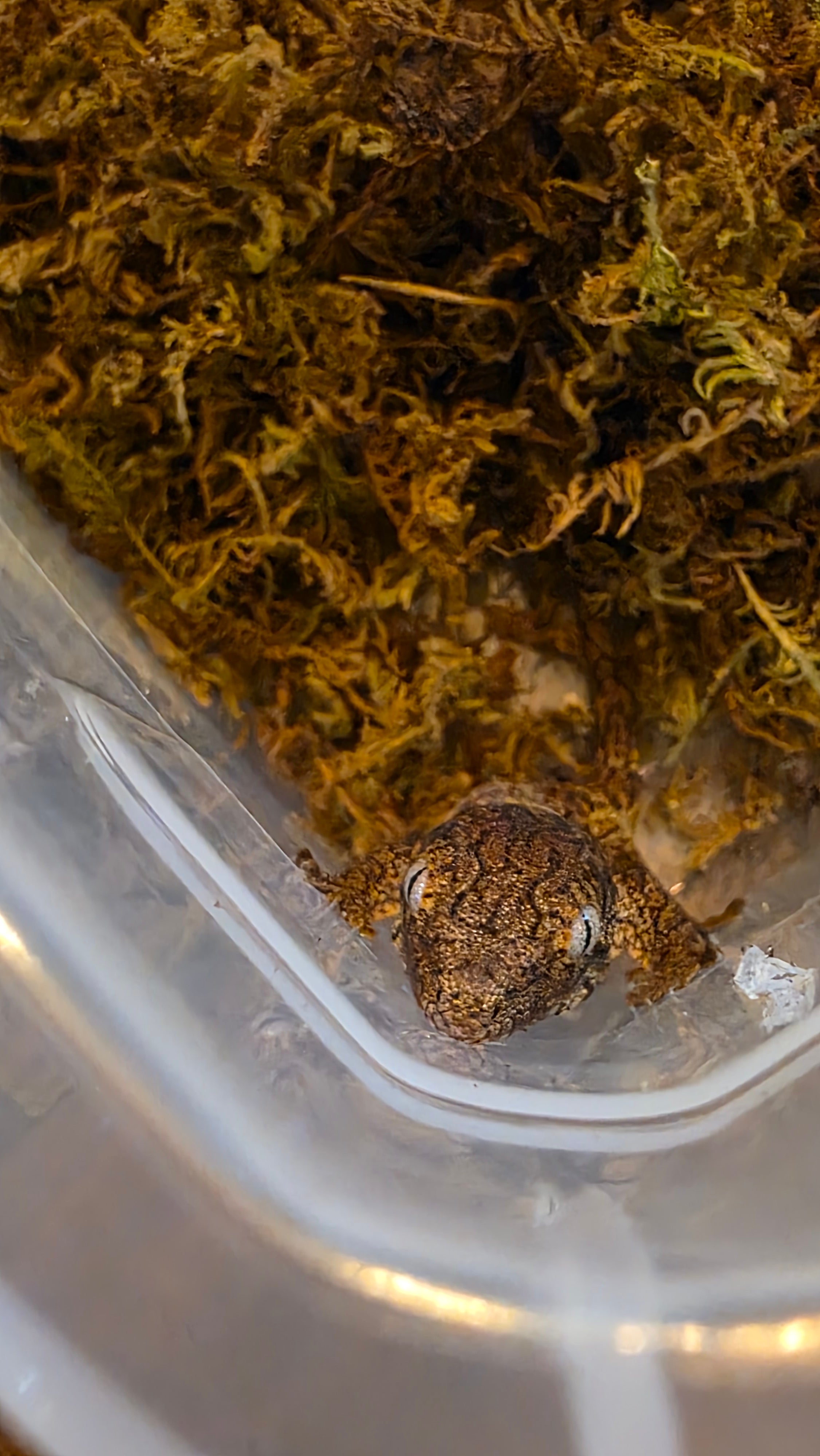 Baby Yate x Nu Ana Leachianus Geckos