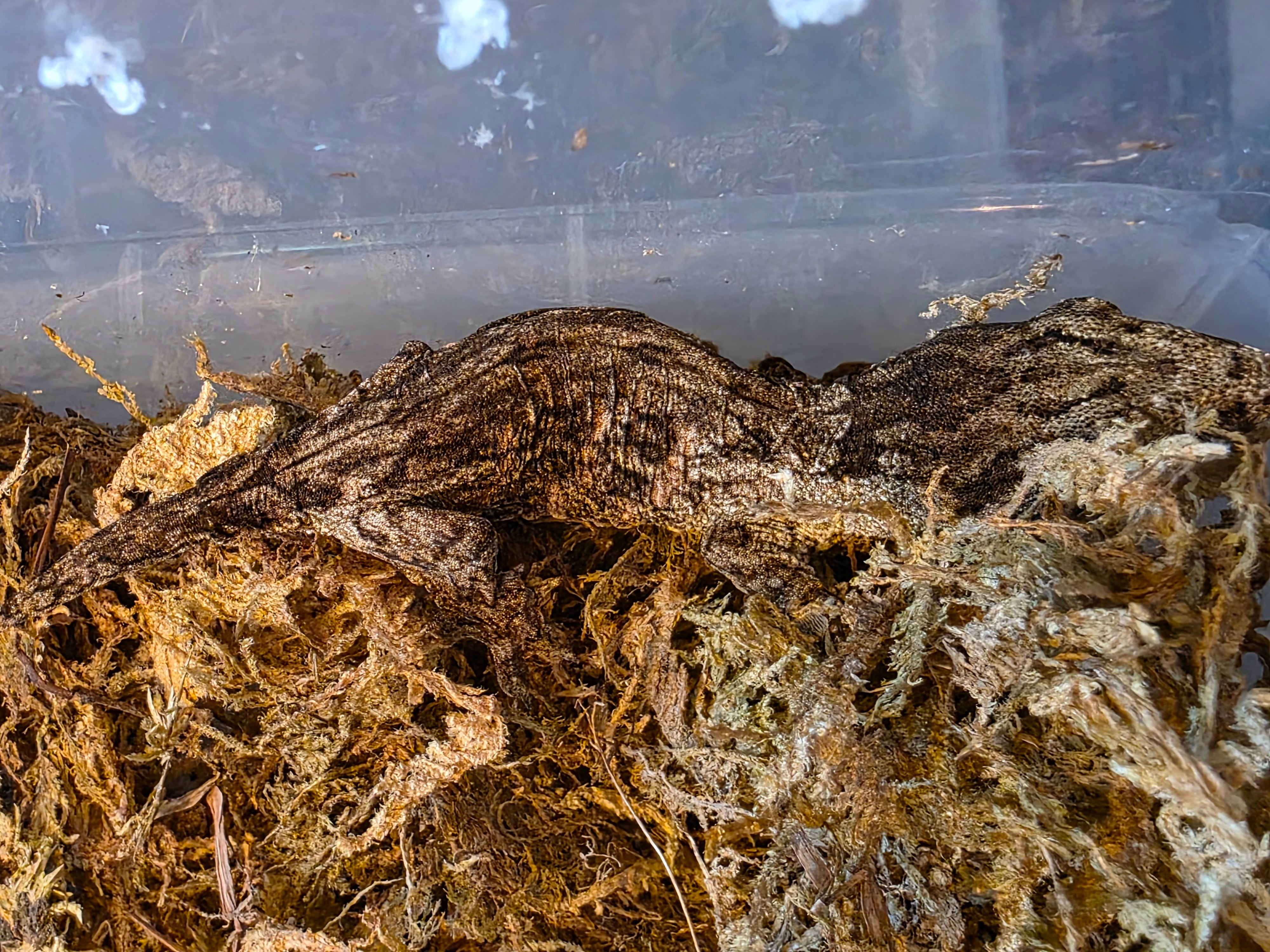 Baby GTA x Nu Ana Leachianus Geckos