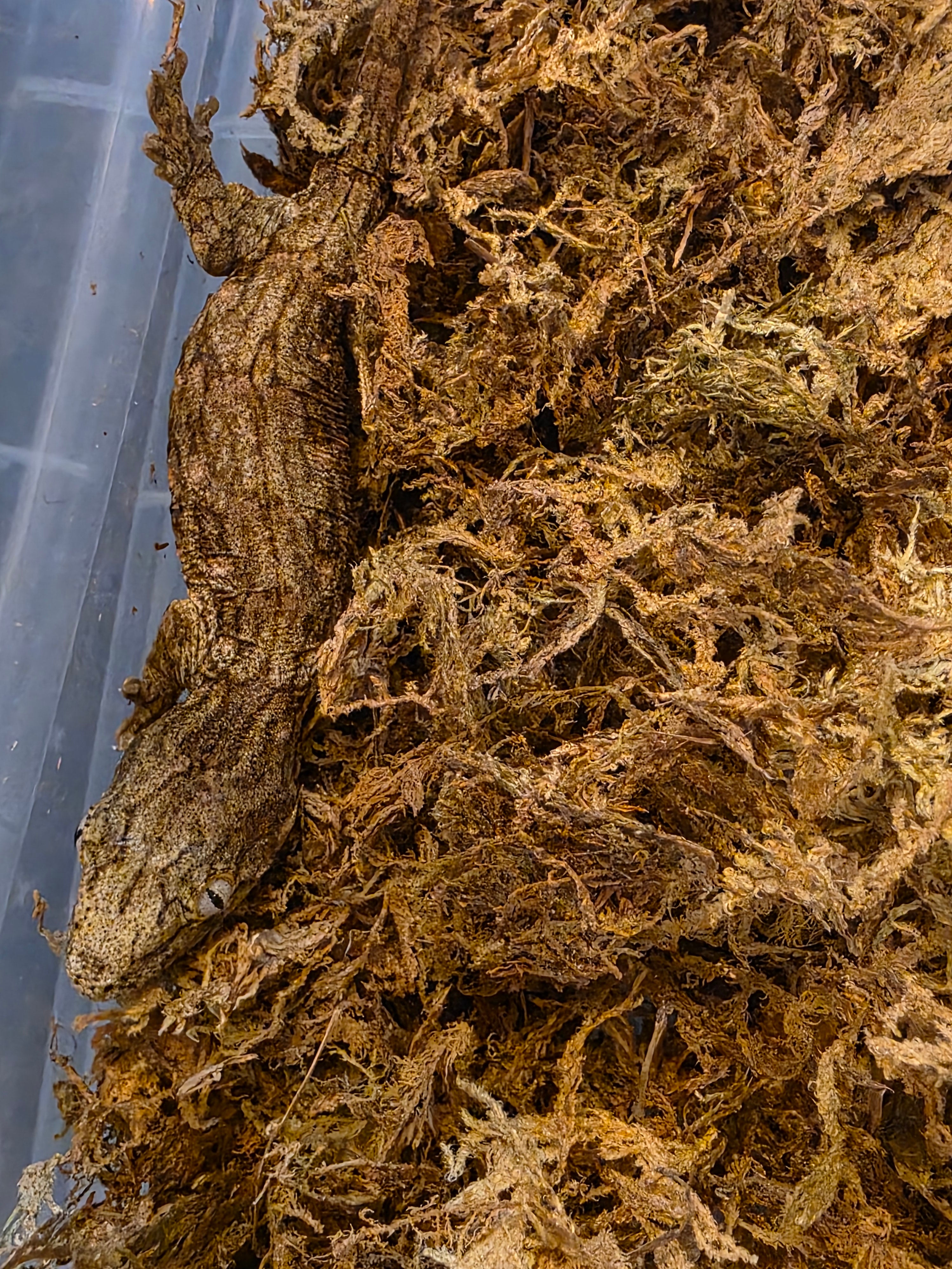 Baby GTA x Nu Ana Leachianus Geckos