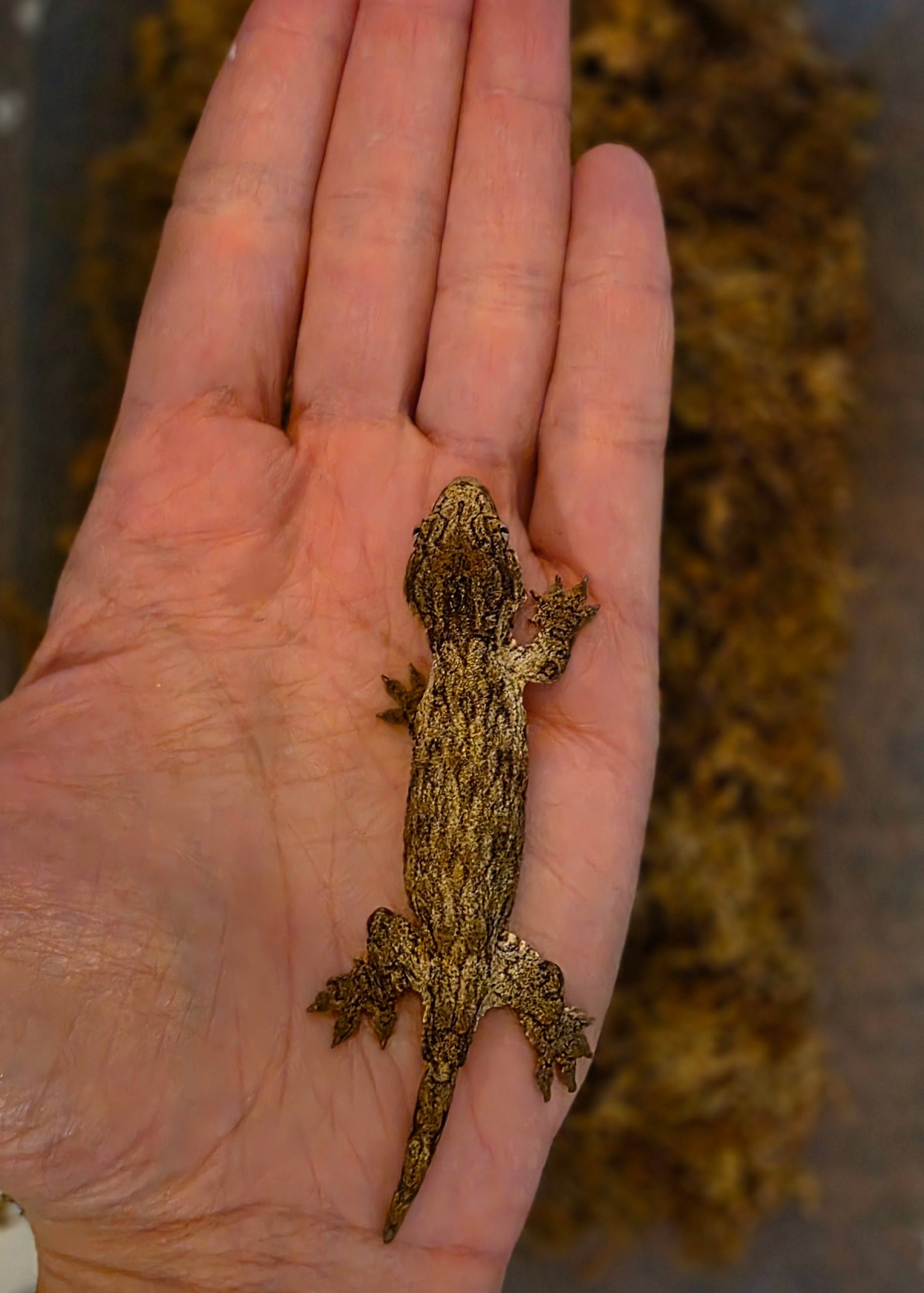 Baby GTX x Nuu Ana Leachianus Gecko