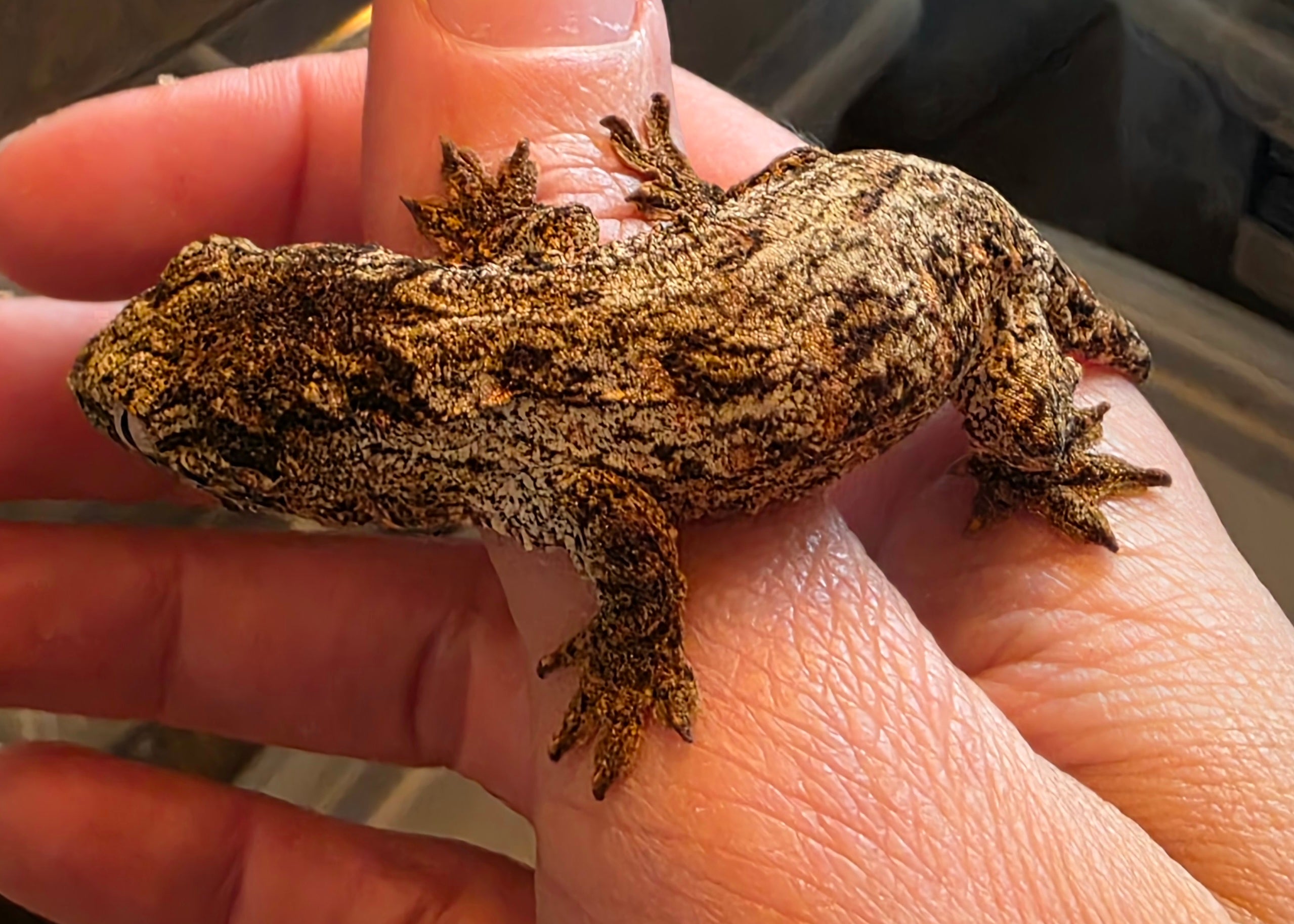 Baby GTA x Nu Ana Leachianus Geckos
