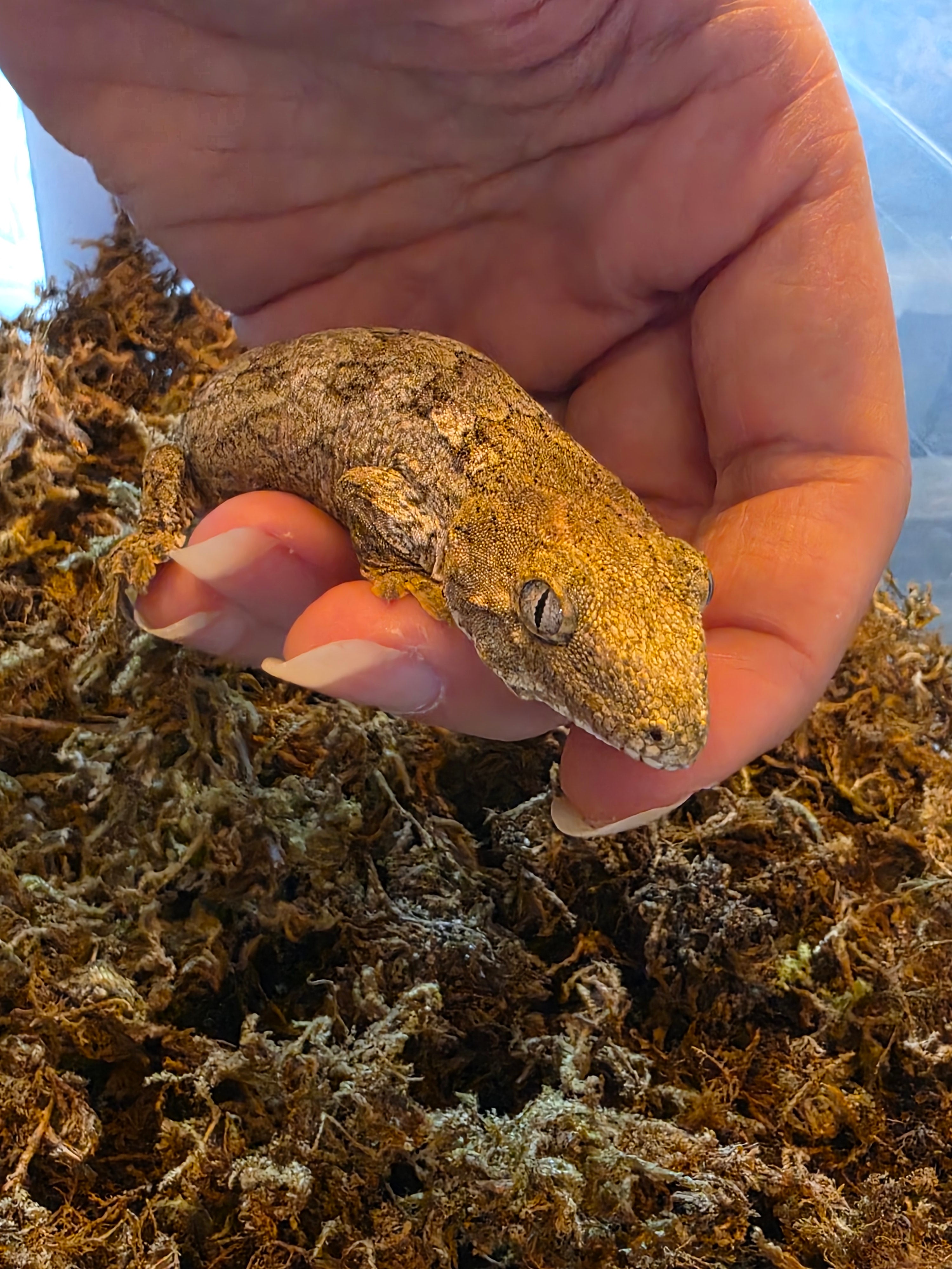 Baby GTA x Nu Ana Leachianus Geckos