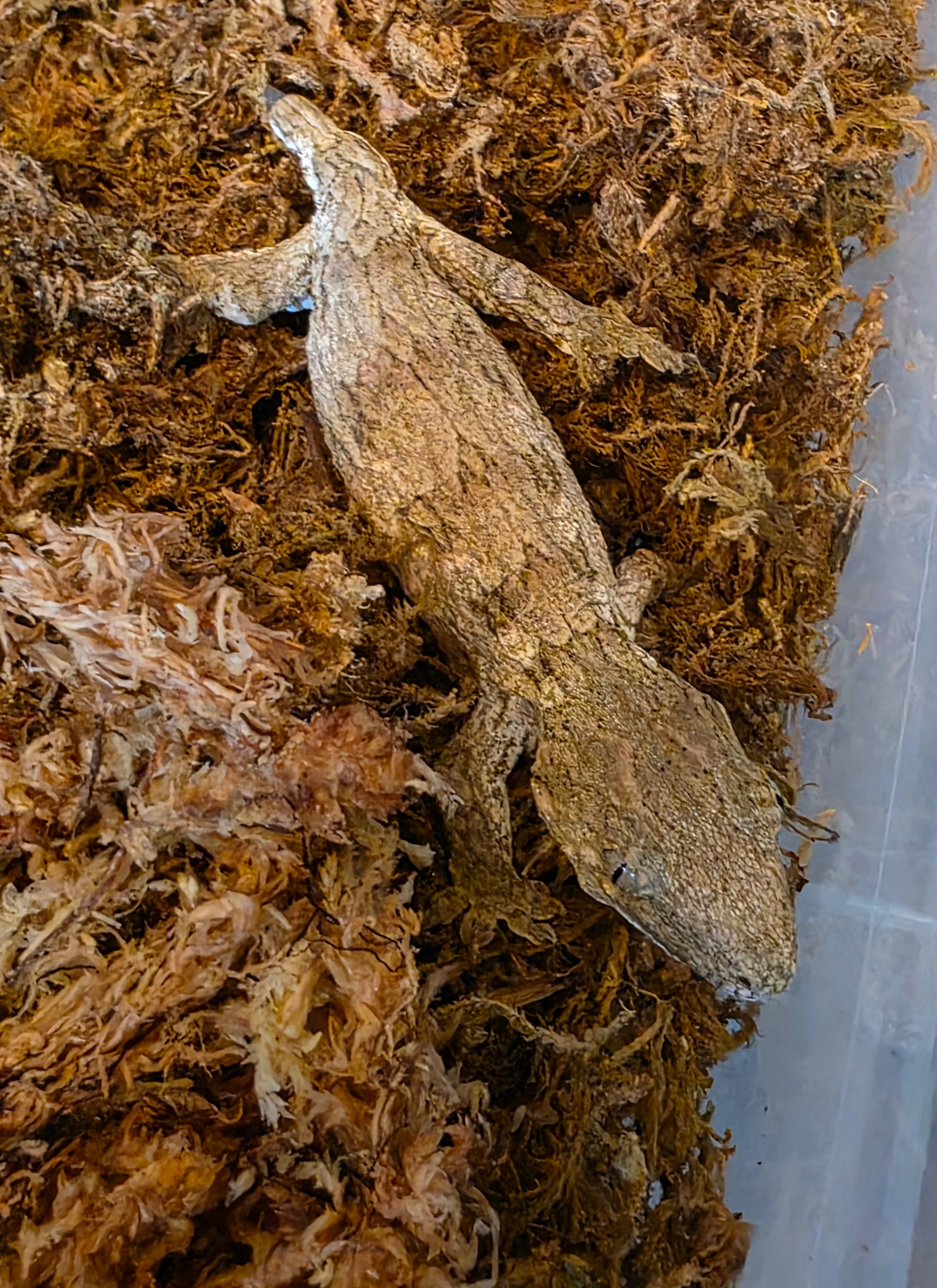 Baby GTA x Nu Ana Leachianus Geckos
