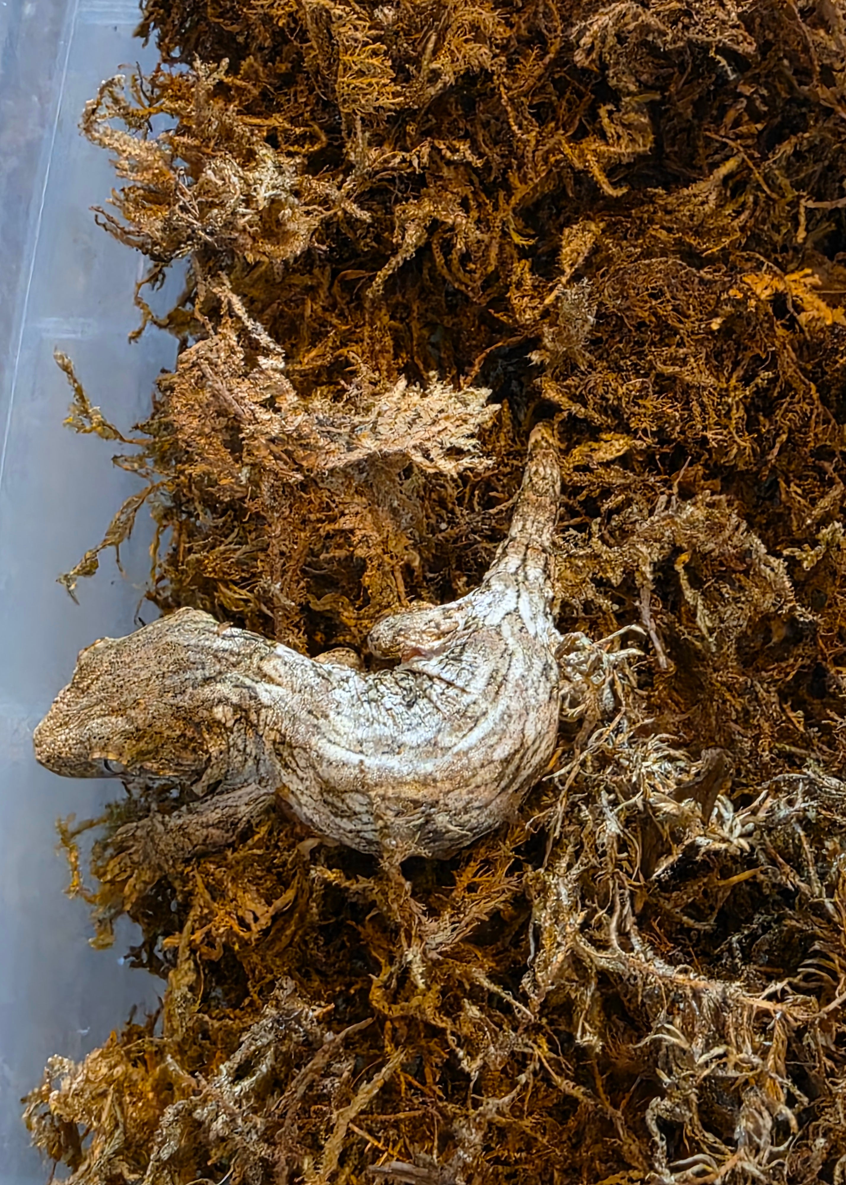 Baby GTA x Nu Ana Leachianus Geckos