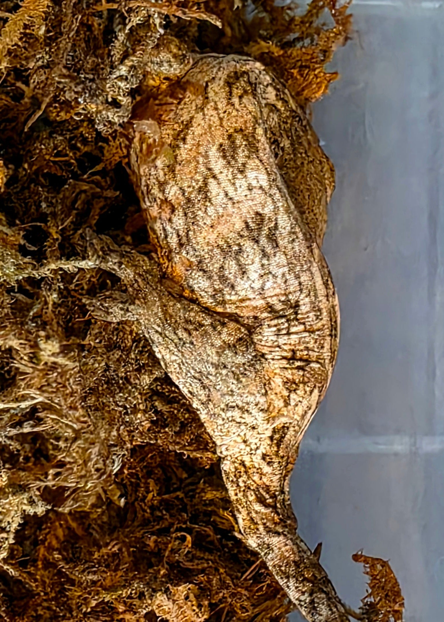Baby GTA x Nu Ana Leachianus Geckos