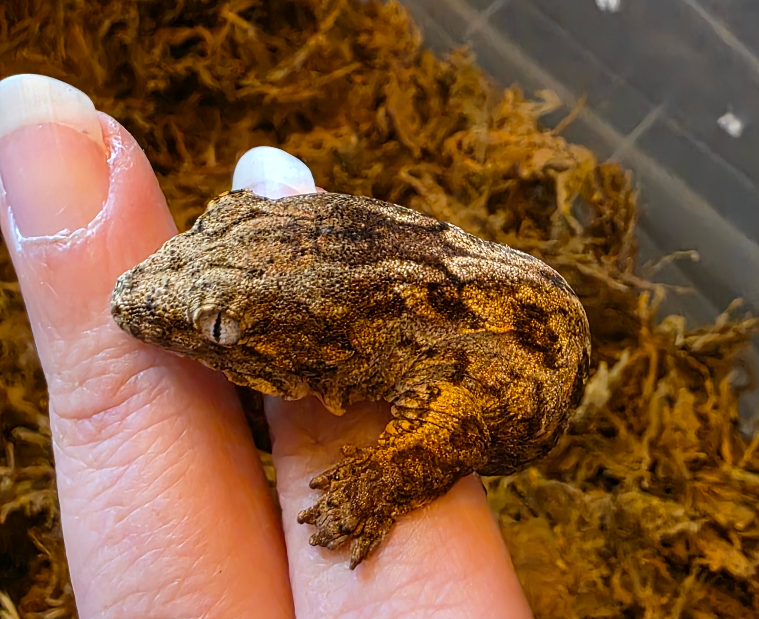 Baby GTX Leachianus Gecko