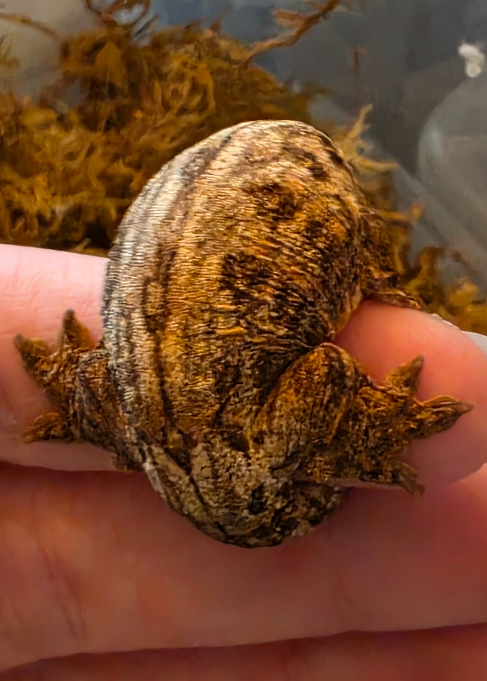 Baby GTX Leachianus Gecko