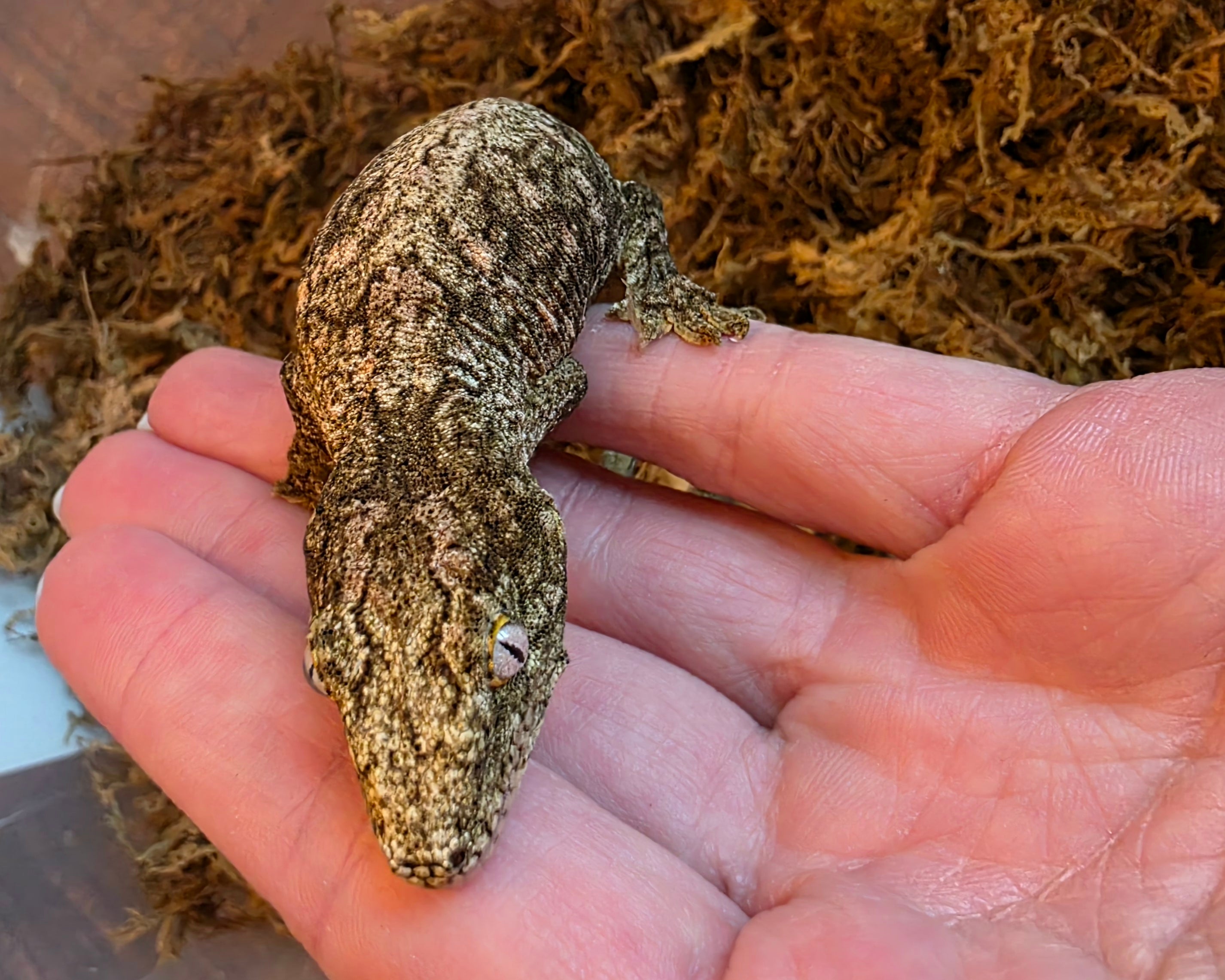 Baby Offshore x Nuu Ana Leachianus Gecko