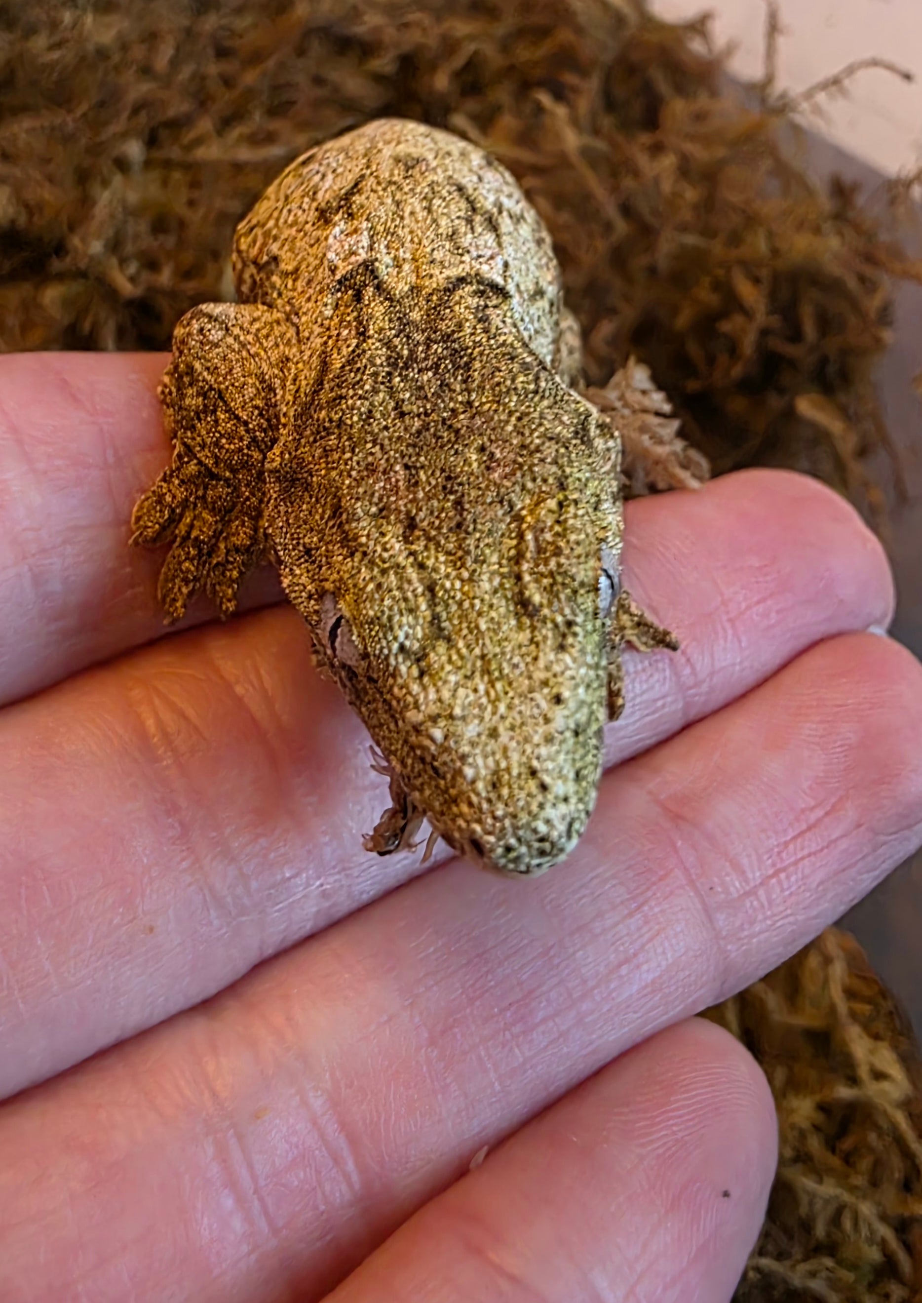 Baby Offshore x Nuu Ana Leachianus Gecko