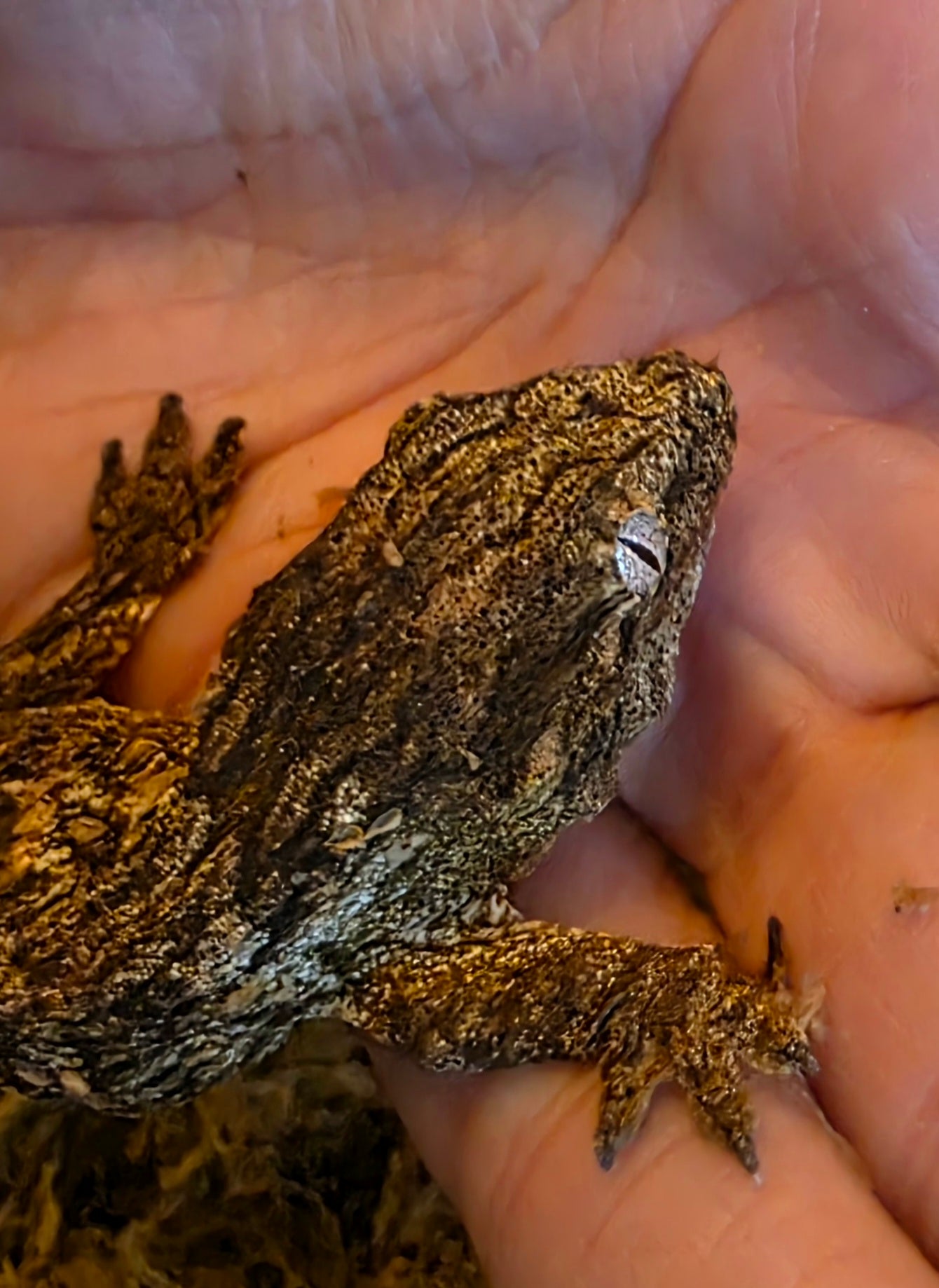 Baby Yate Leachianus Geckos