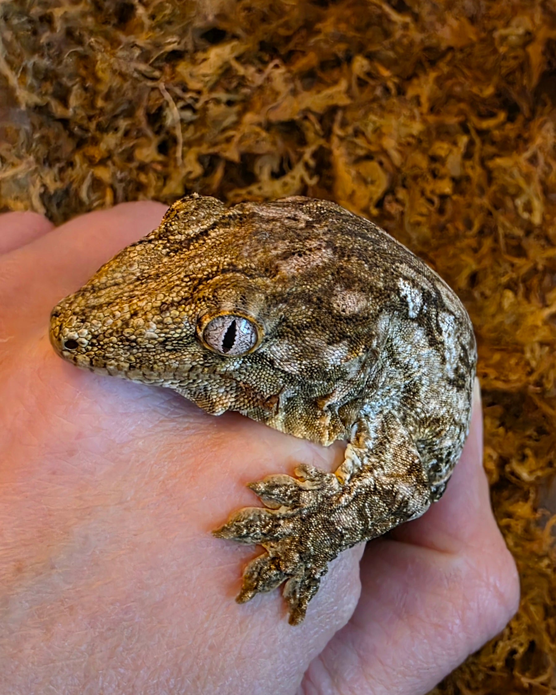 Juvenile Melanistic x GTX x Nuu Ana (66% Pos Het Mel.) Leachianus Gecko