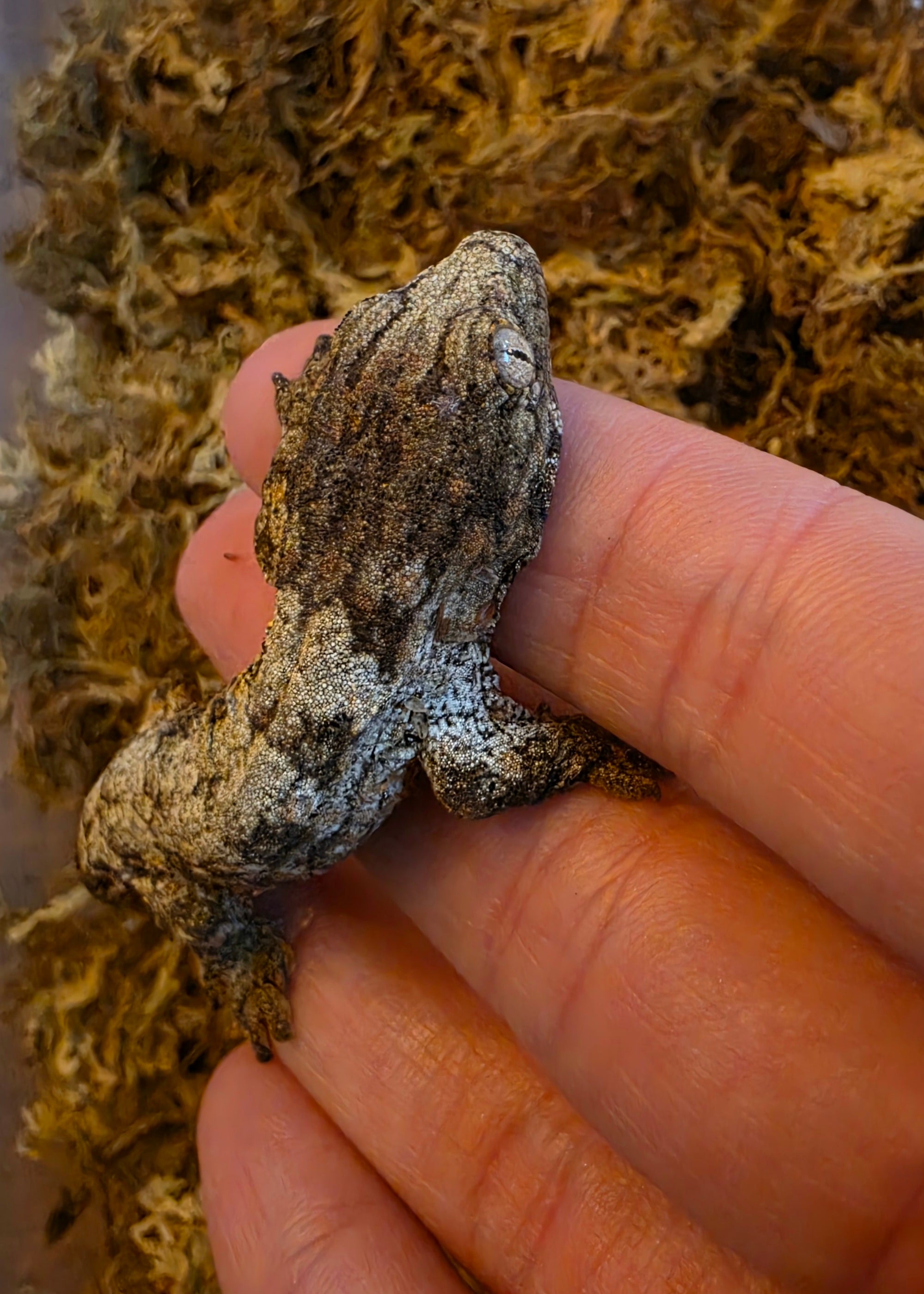 Baby GTA x Yate (Dark Morph) Leachianus Gecko