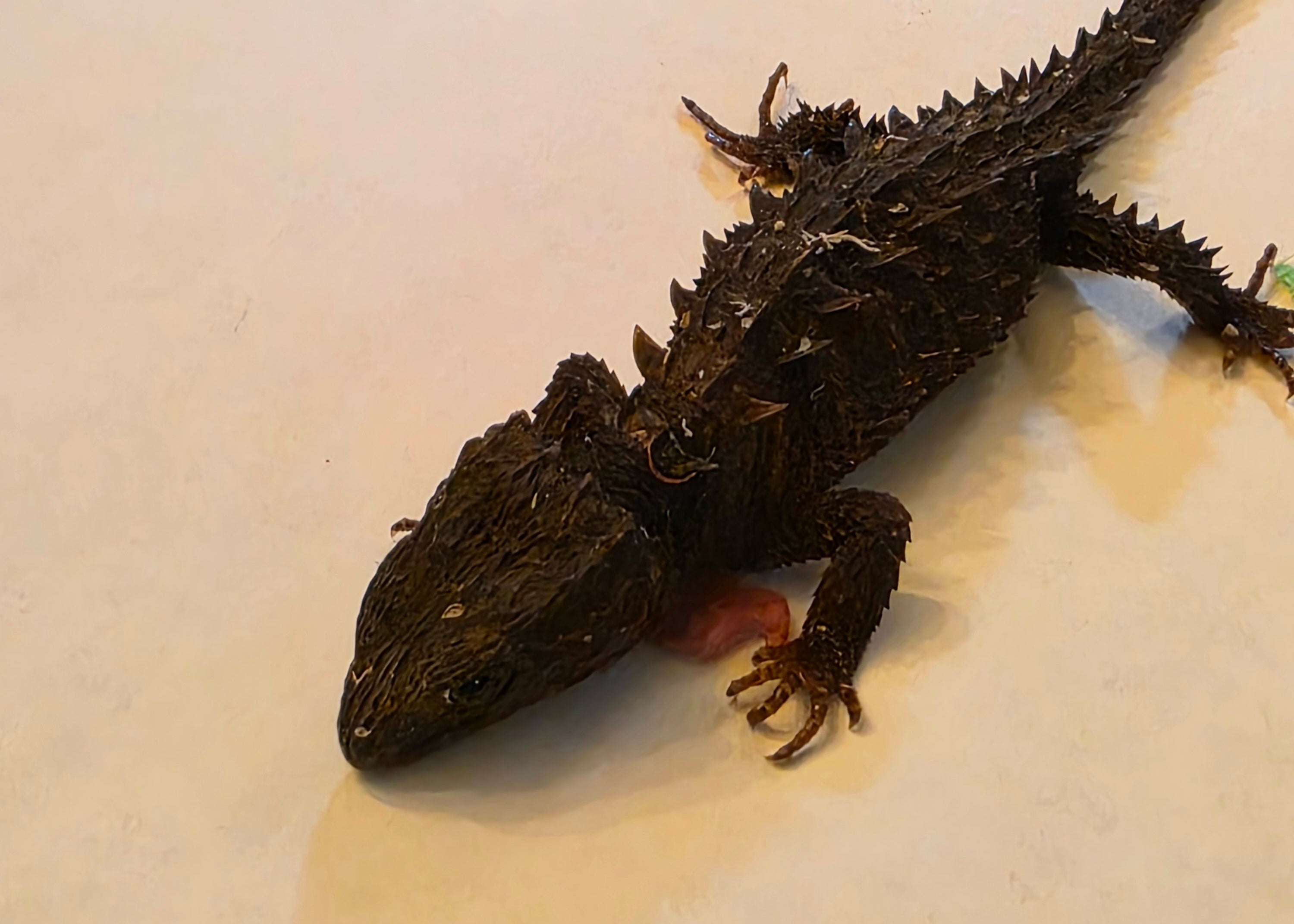Juvenile White Eyed Crocodile Skink