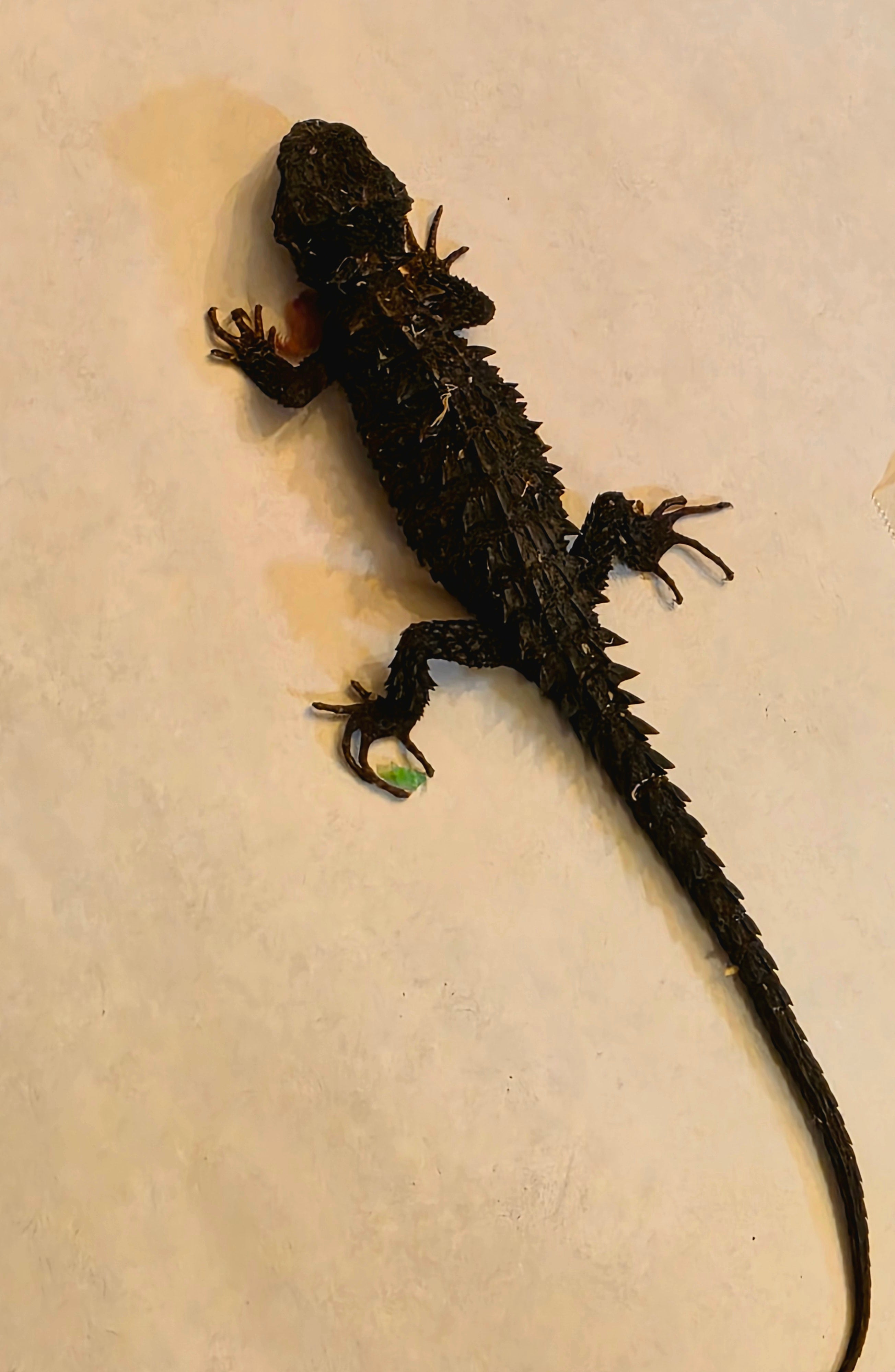 Juvenile White Eyed Crocodile Skink