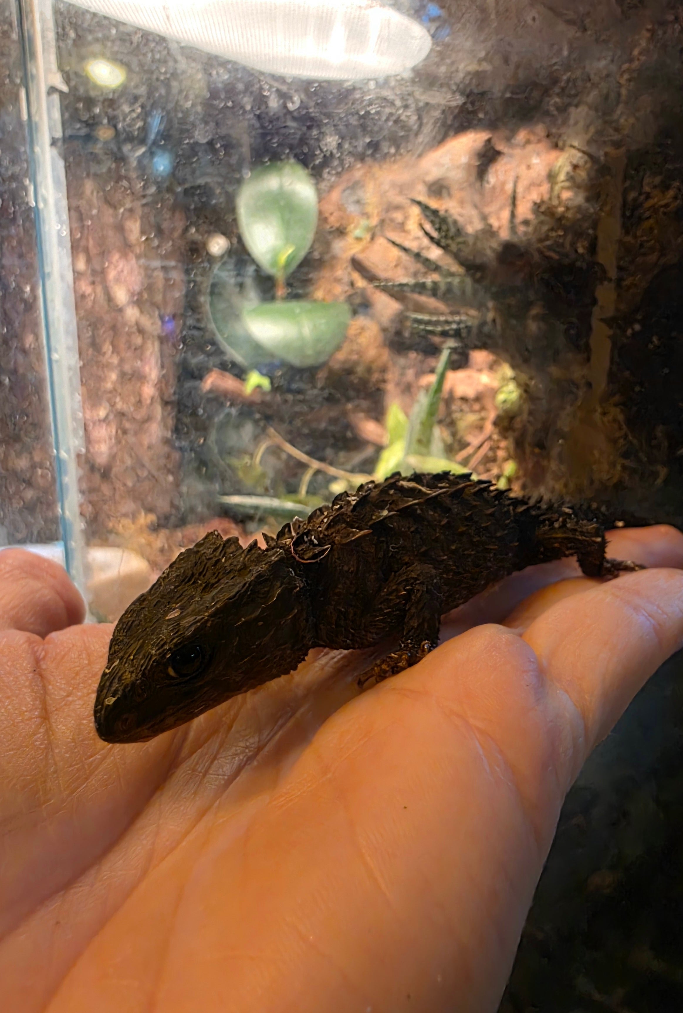 Juvenile White Eyed Crocodile Skink
