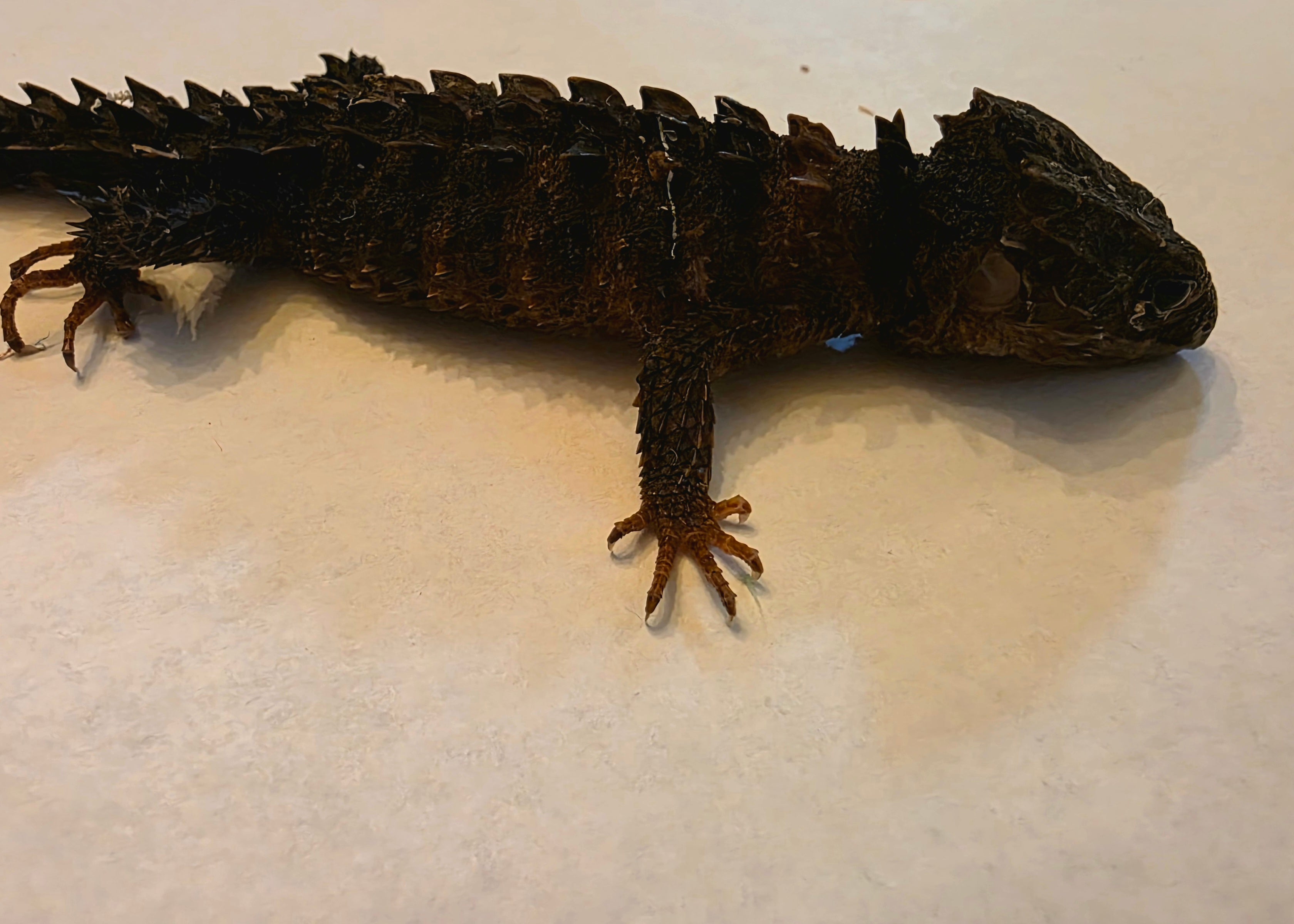 Juvenile White Eyed Crocodile Skink