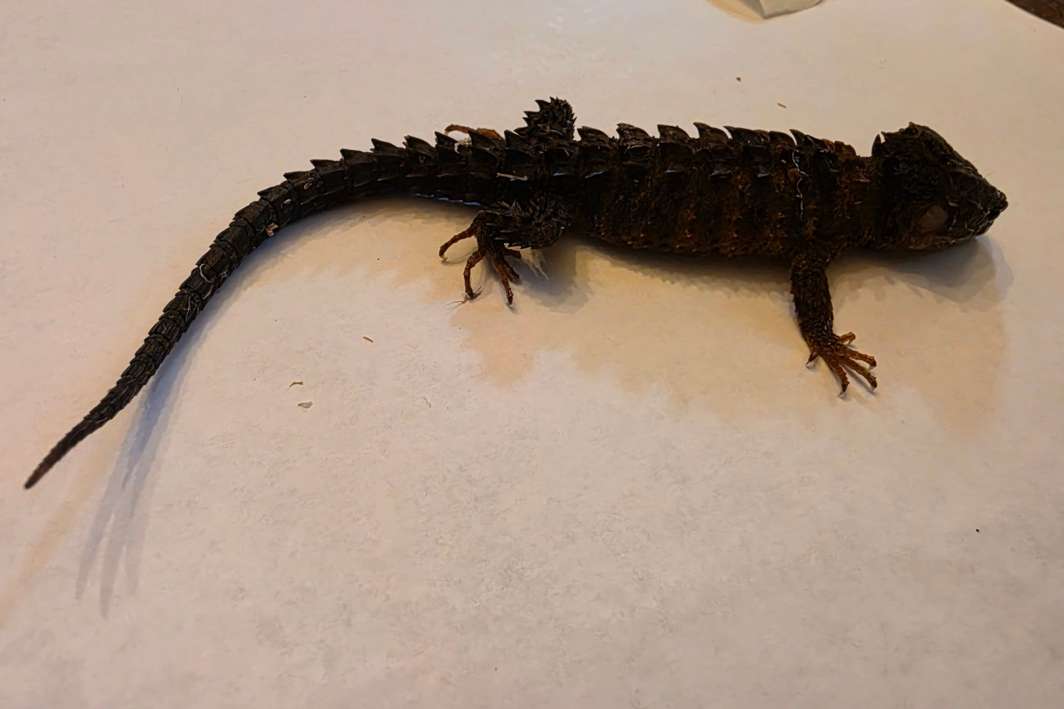 Juvenile White Eyed Crocodile Skink