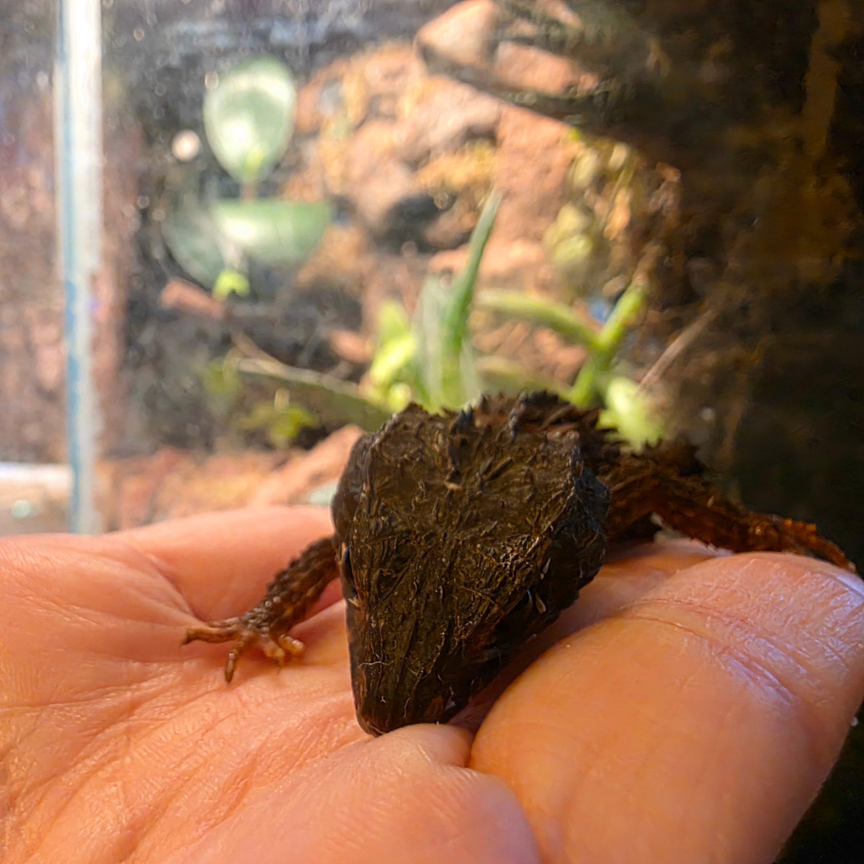Juvenile White Eyed Crocodile Skink