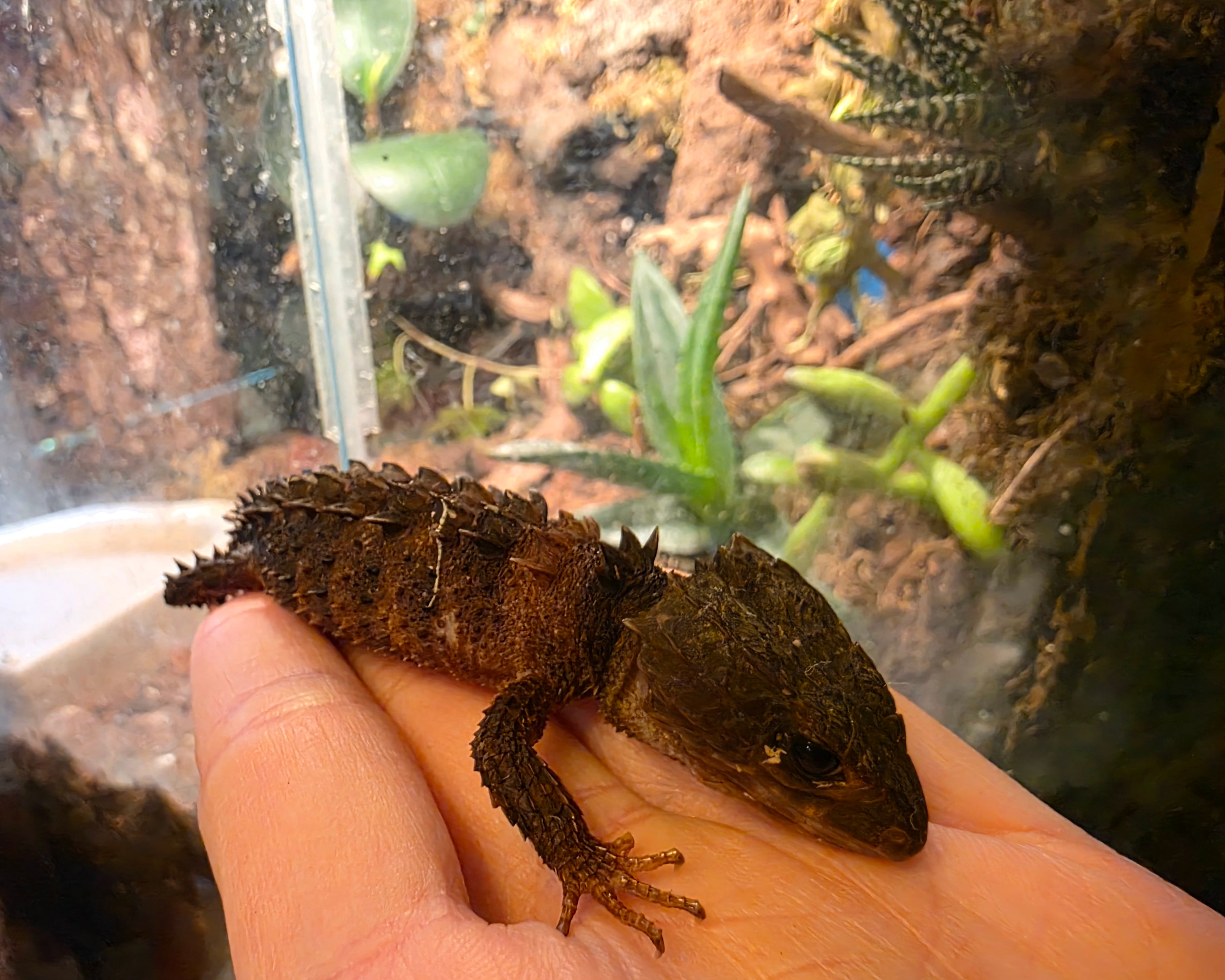 Juvenile White Eyed Crocodile Skink