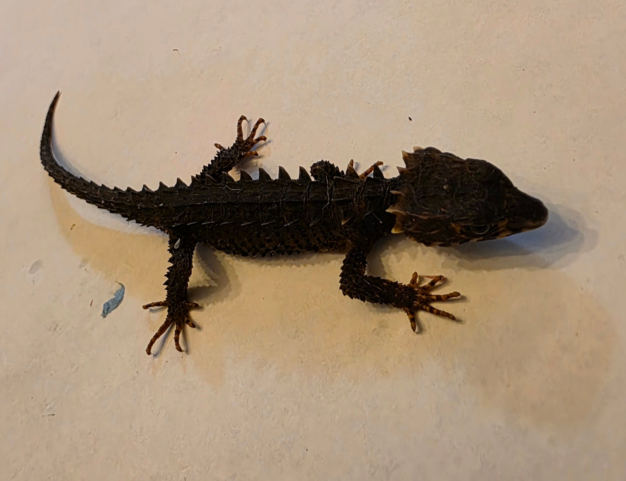 Juvenile Red Eyed Crocodile Skink