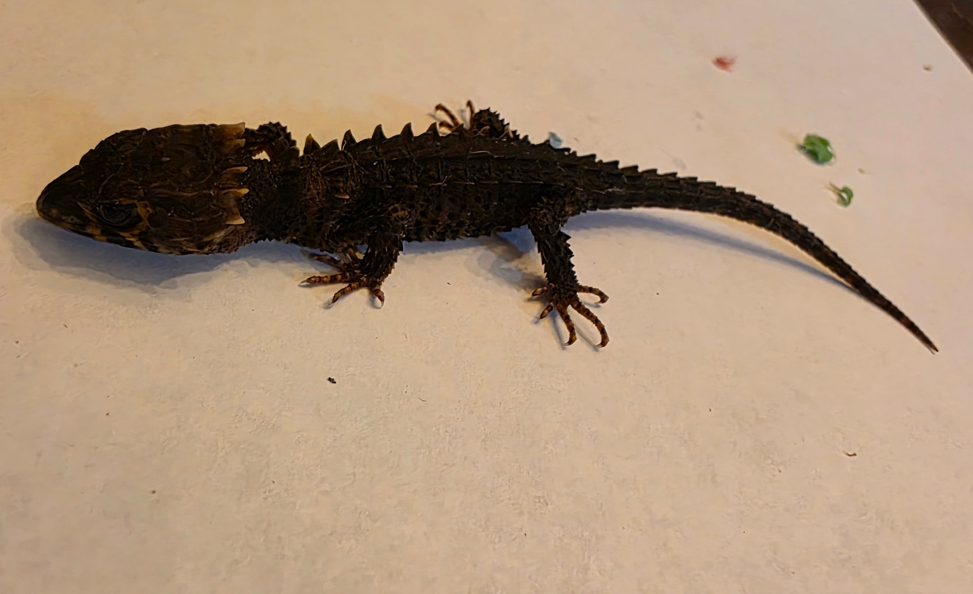 Juvenile Red Eyed Crocodile Skink