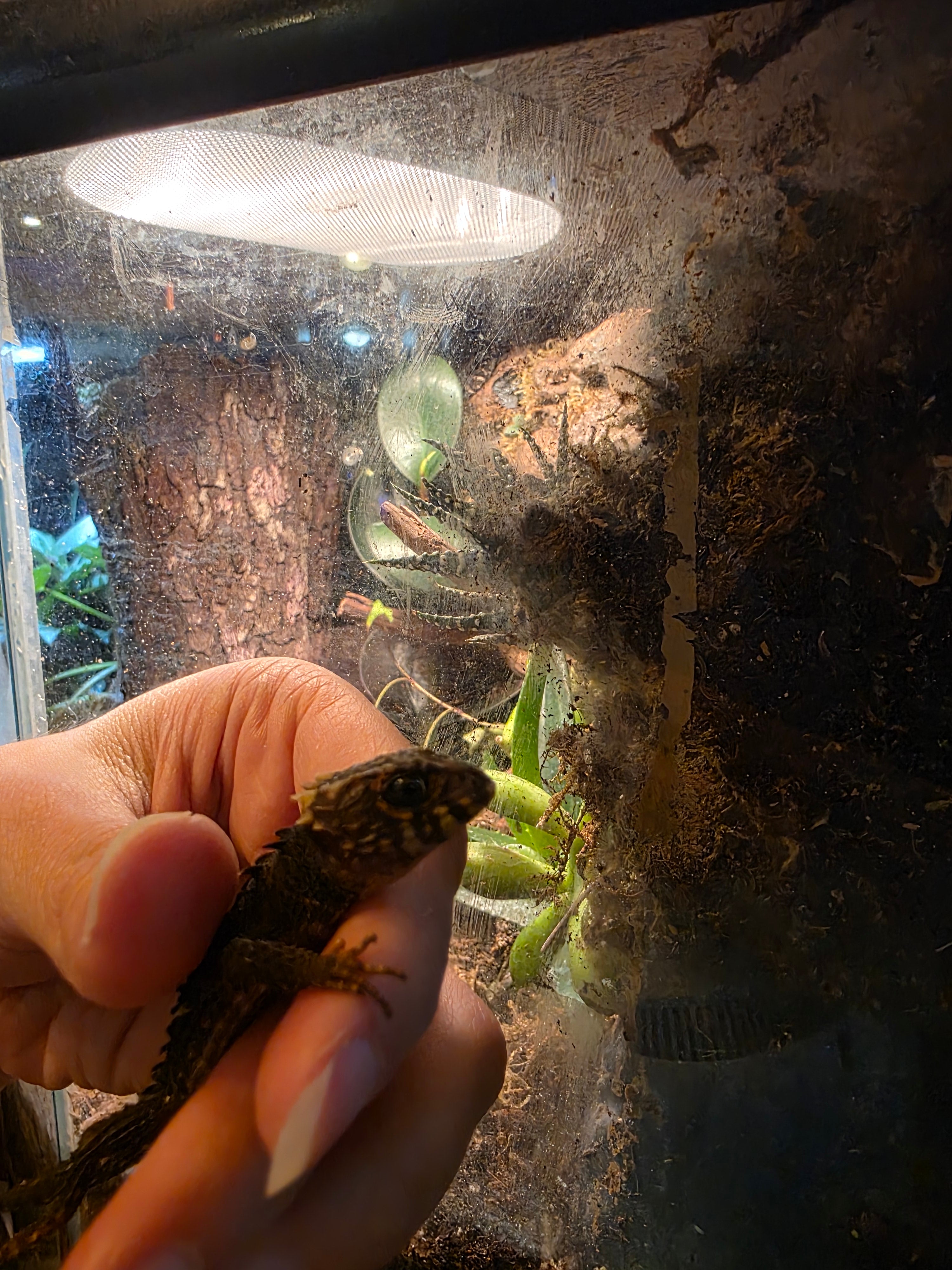 Juvenile Red Eyed Crocodile Skink