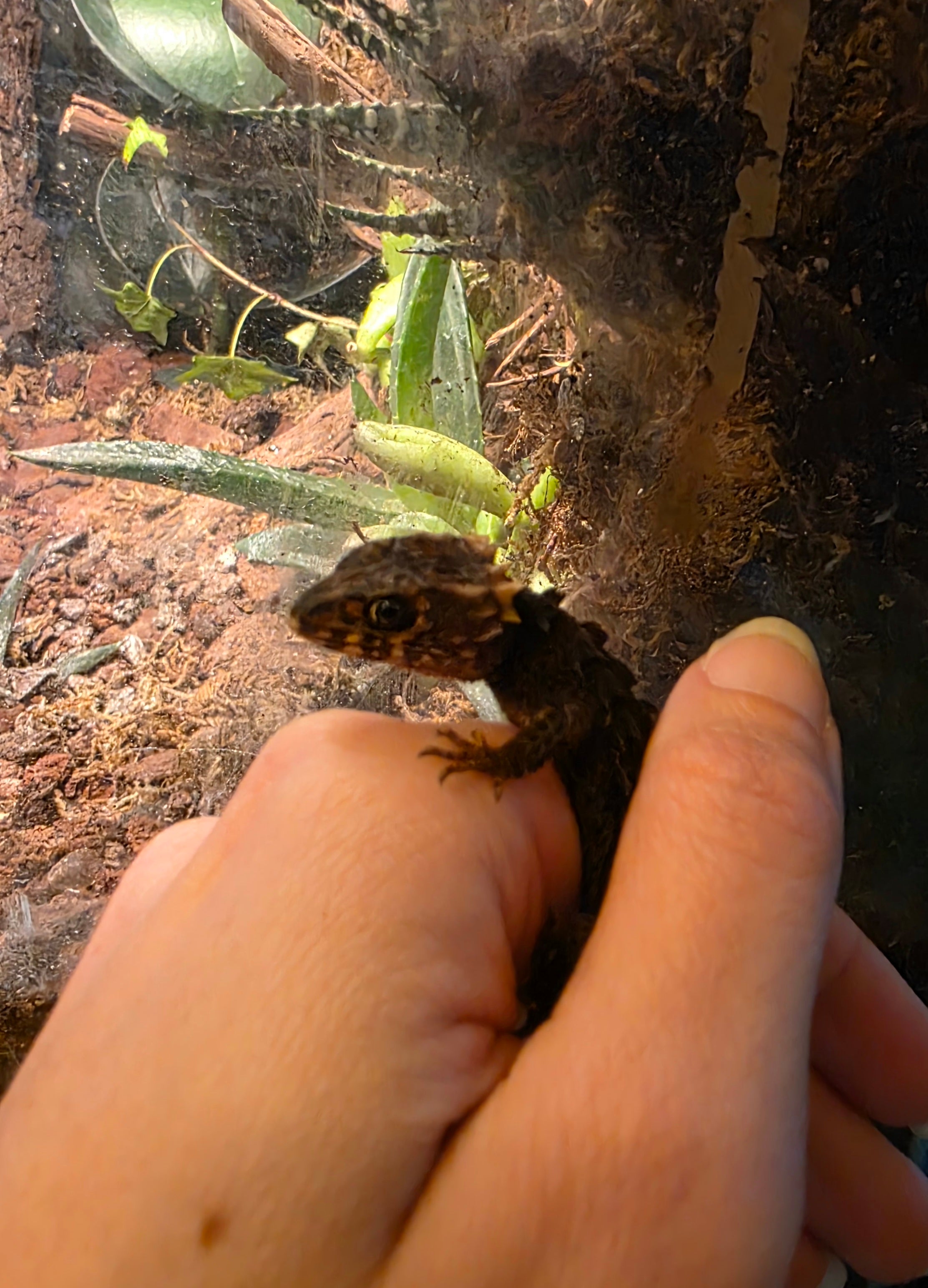 Juvenile Red Eyed Crocodile Skink