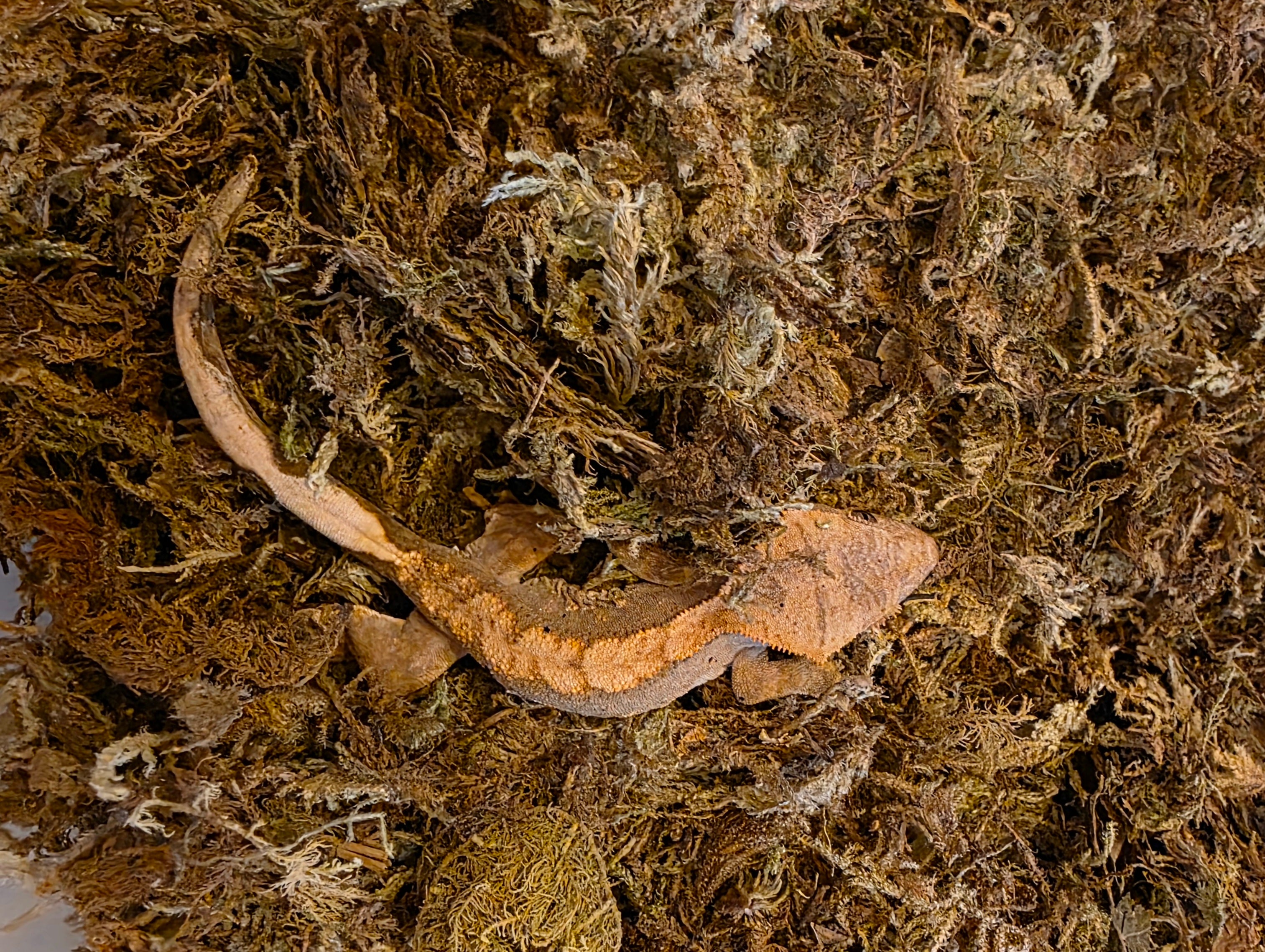 Juvenile Flame Dalmatian Crested Gecko cbb