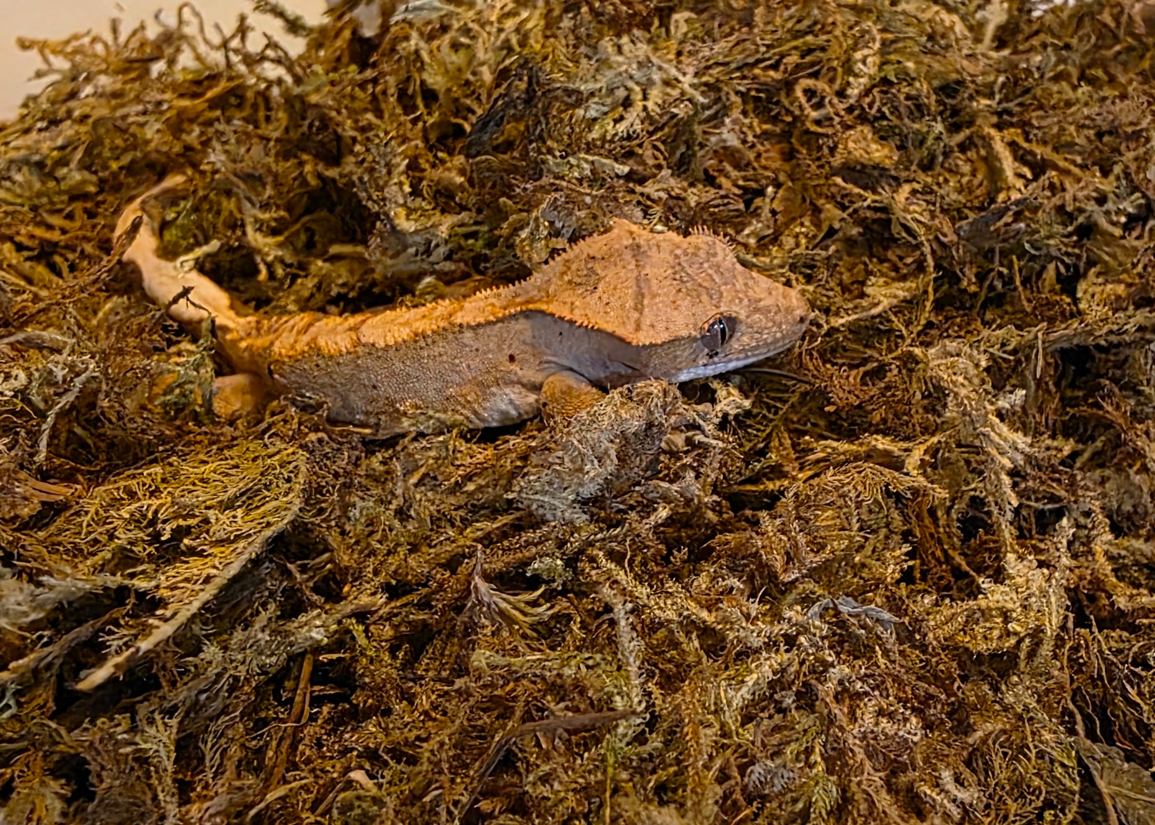 Juvenile Flame Dalmatian Crested Gecko cbb