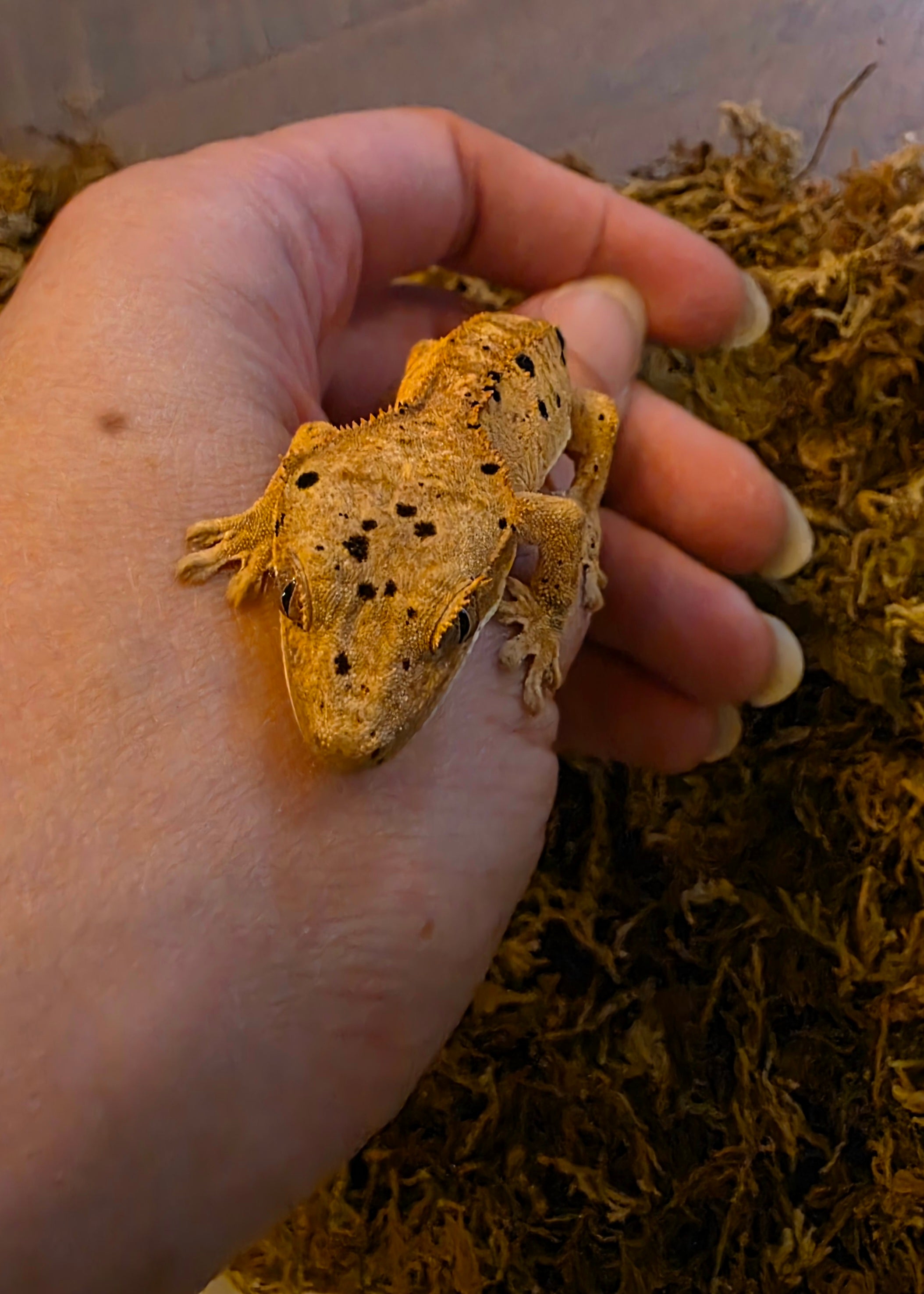 Juvenile Super Dalmatian Crested Gecko cbb