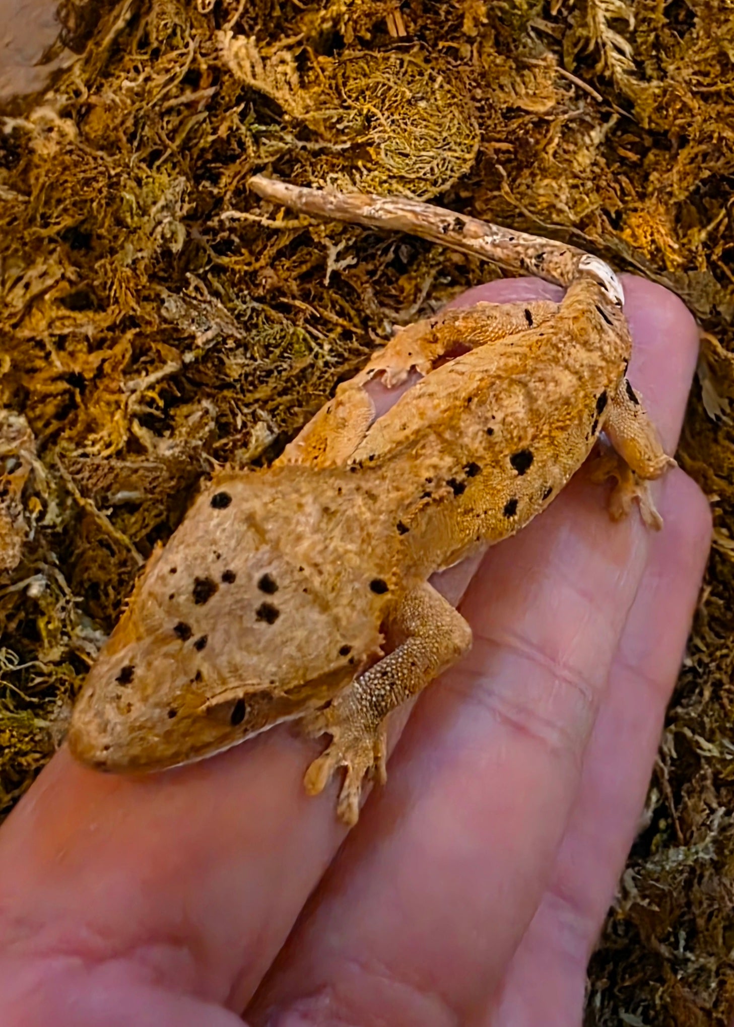 Juvenile Super Dalmatian Crested Gecko cbb