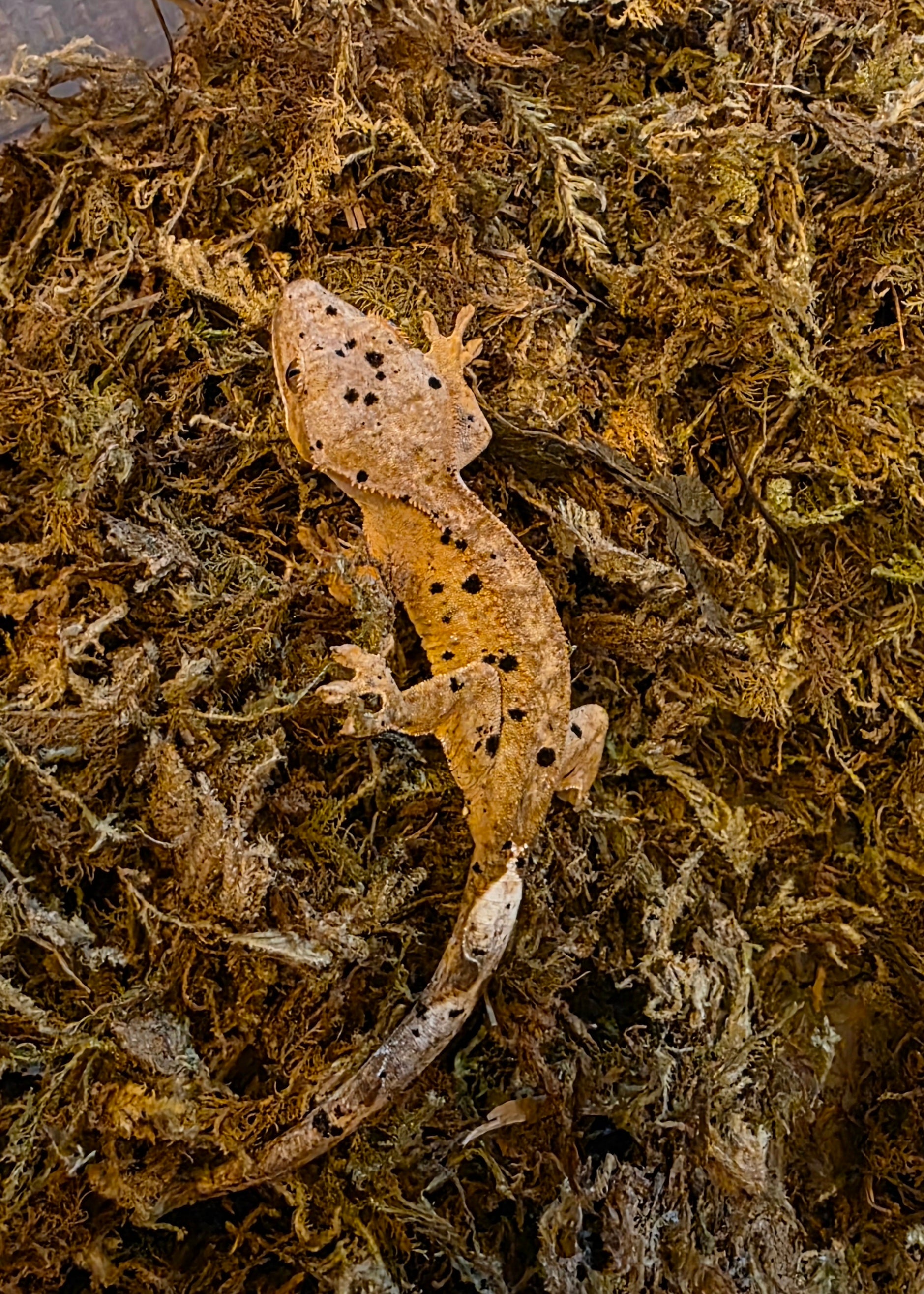 Juvenile Super Dalmatian Crested Gecko cbb