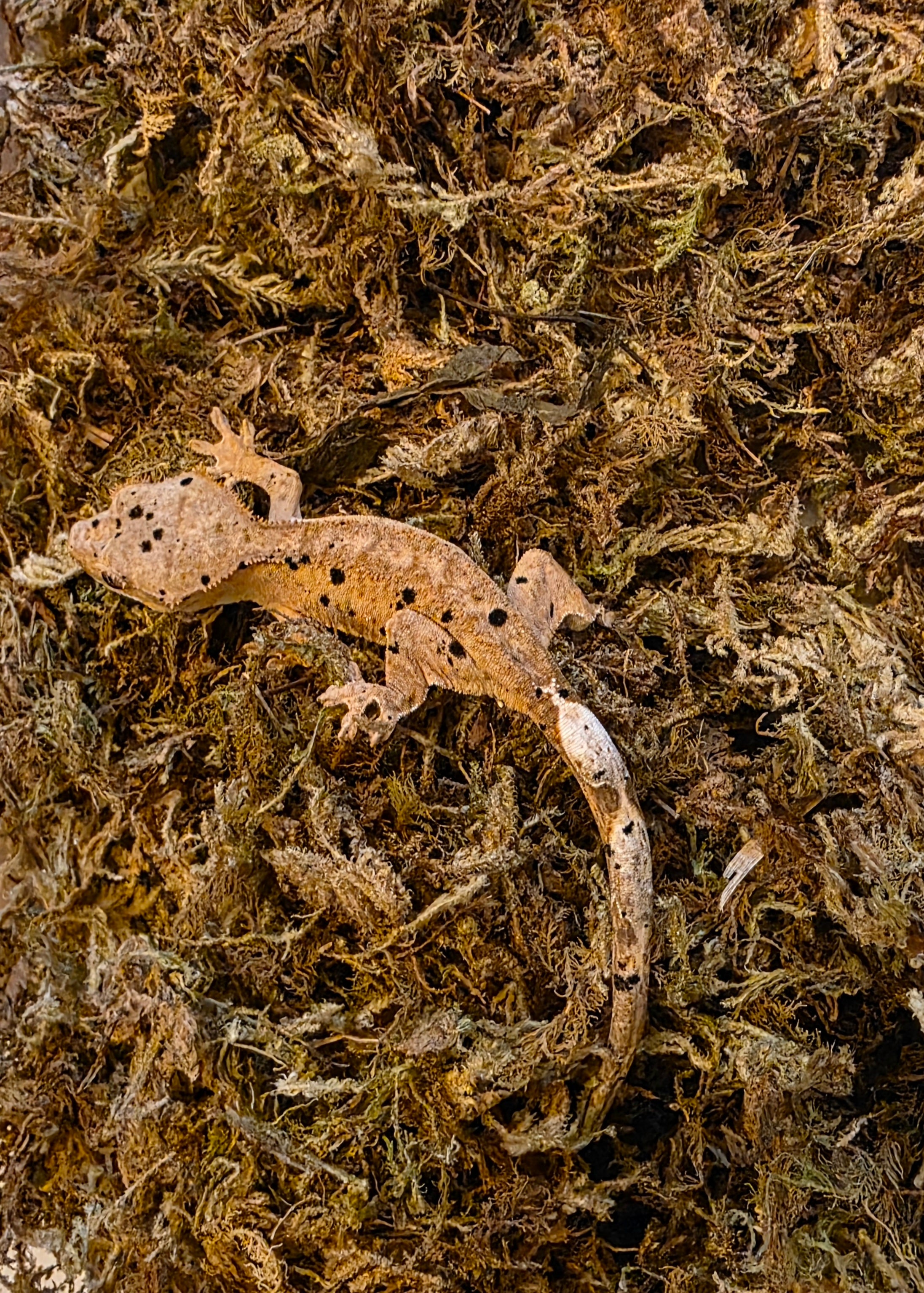 Juvenile Super Dalmatian Crested Gecko cbb