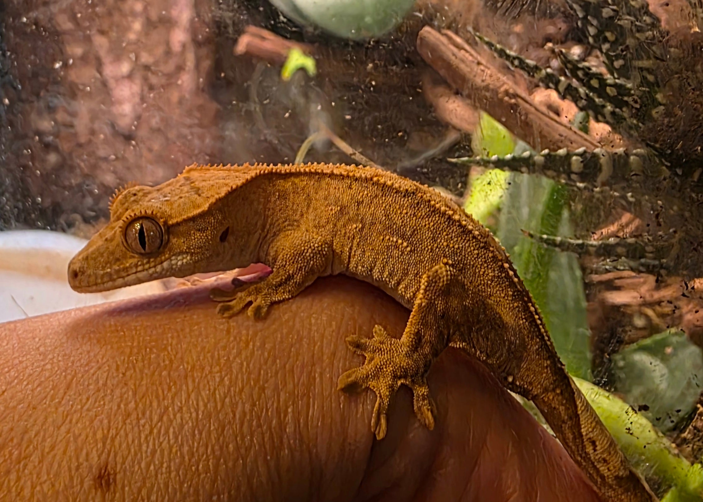 Juvenile Phantom Partial Pinstripe Crested Gecko cbb