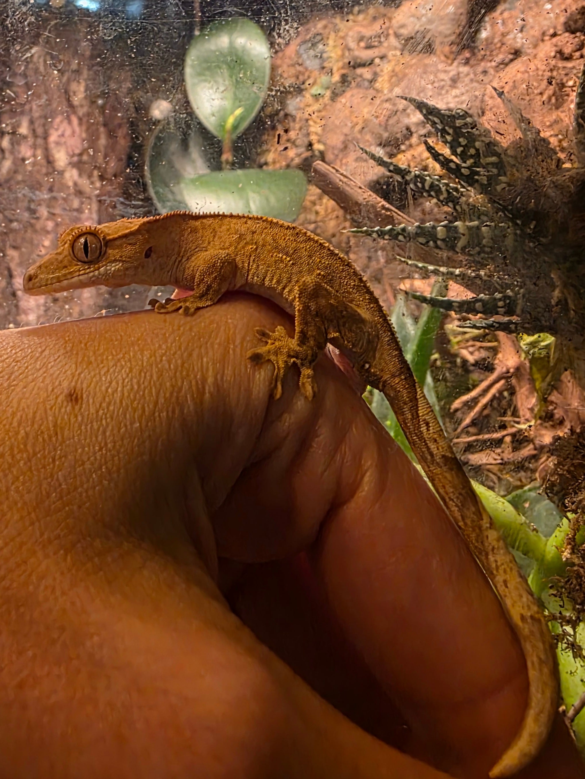 Juvenile Phantom Partial Pinstripe Crested Gecko cbb