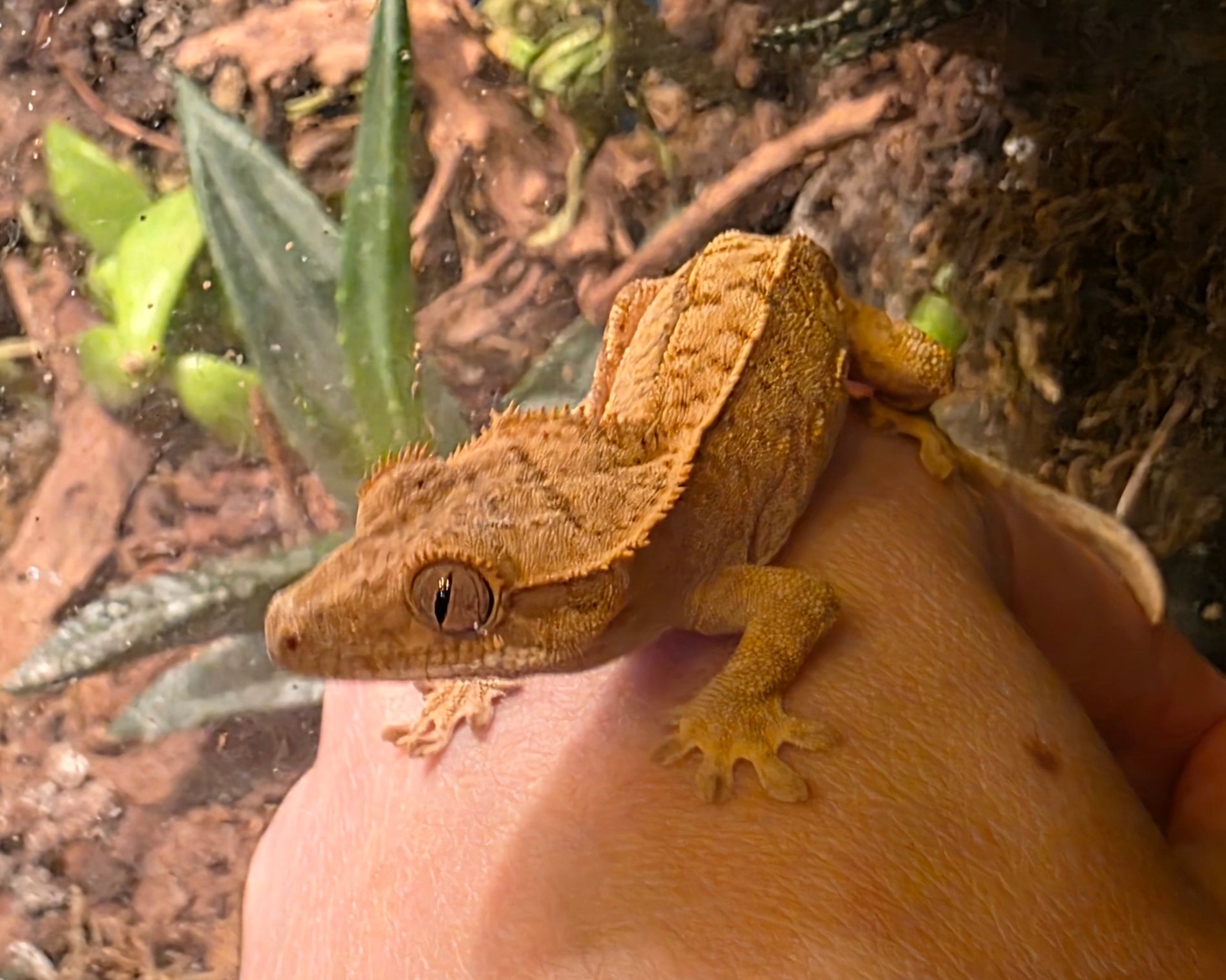 Juvenile Phantom Partial Pinstripe Crested Gecko cbb