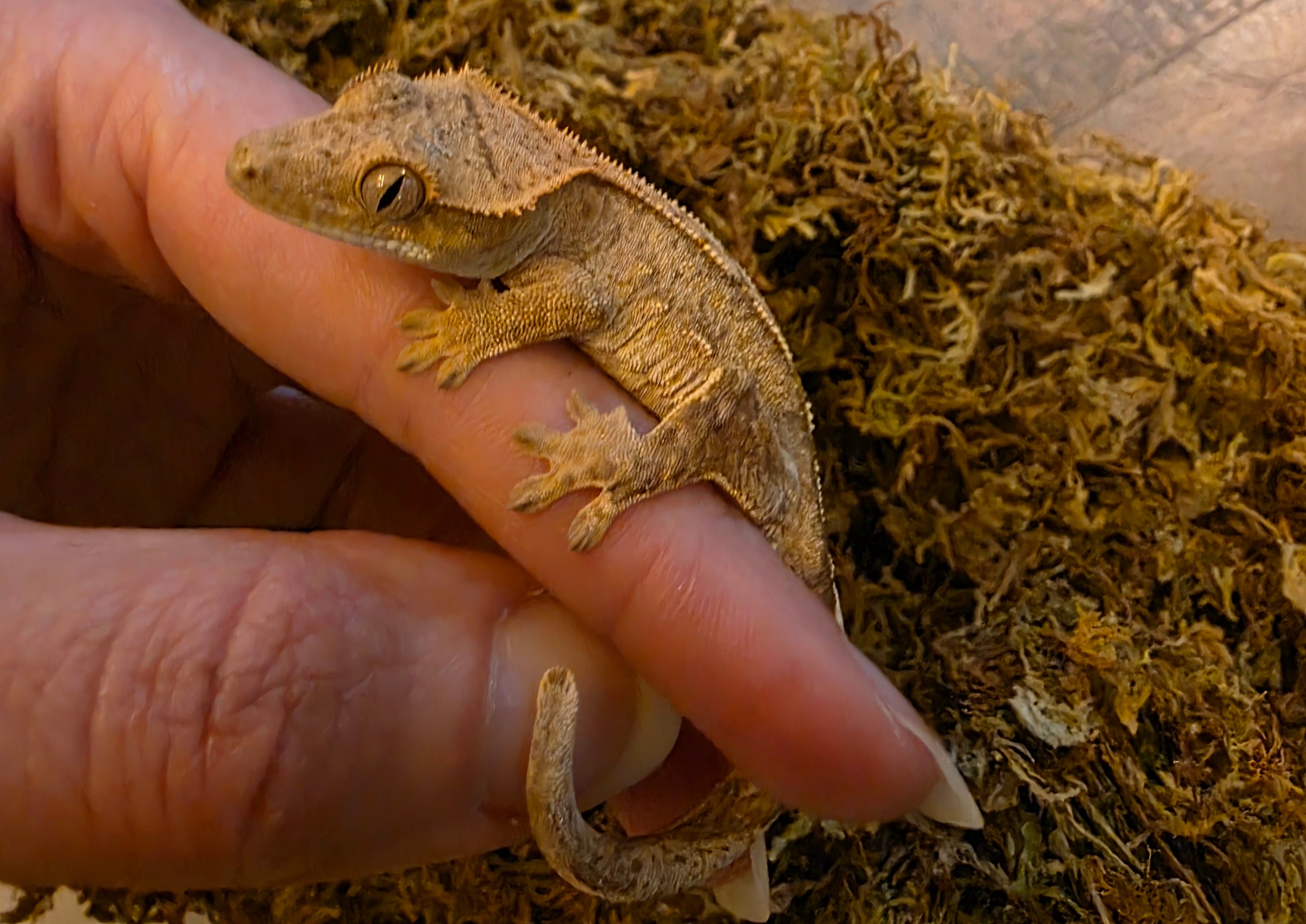 Juvenile Phantom Partial Pinstripe Crested Gecko cbb