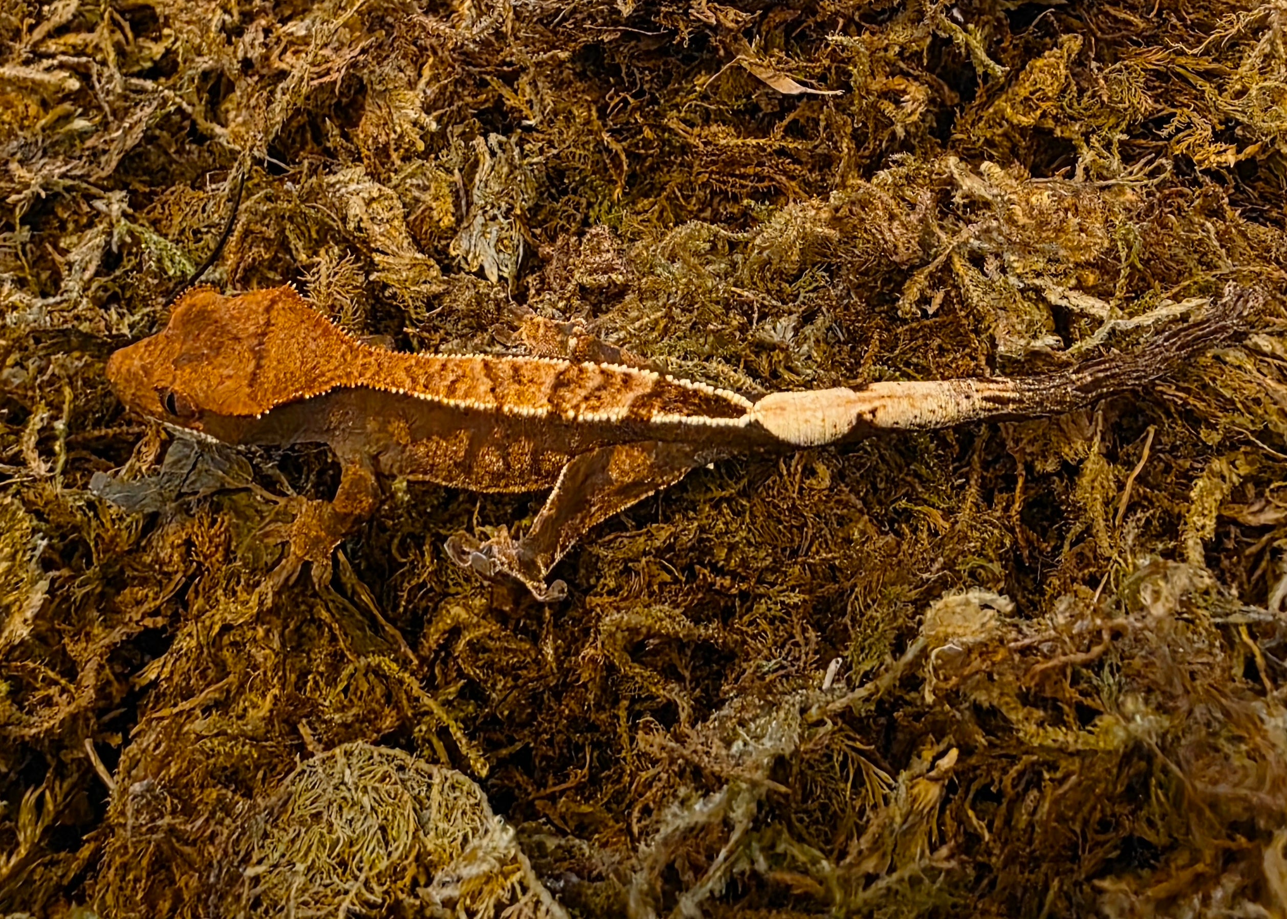 Juvenile Cappuccino Crested Gecko cbb