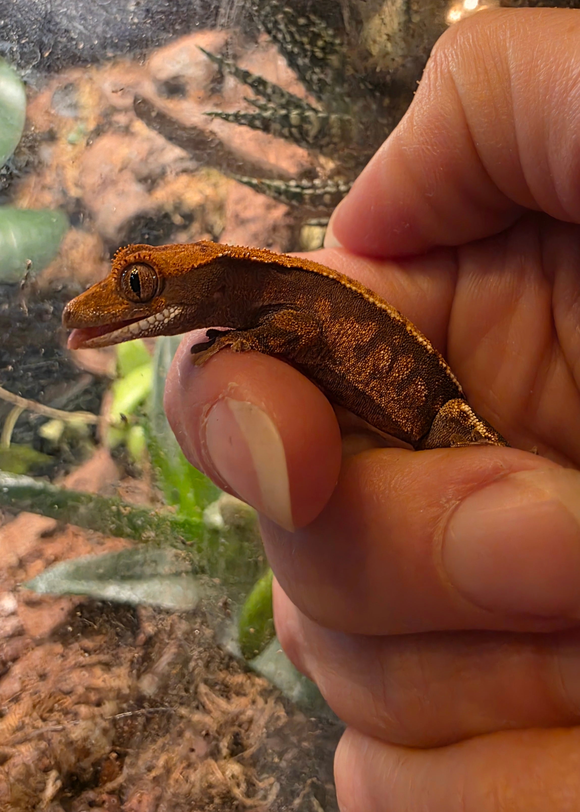 Juvenile Cappuccino Crested Gecko cbb