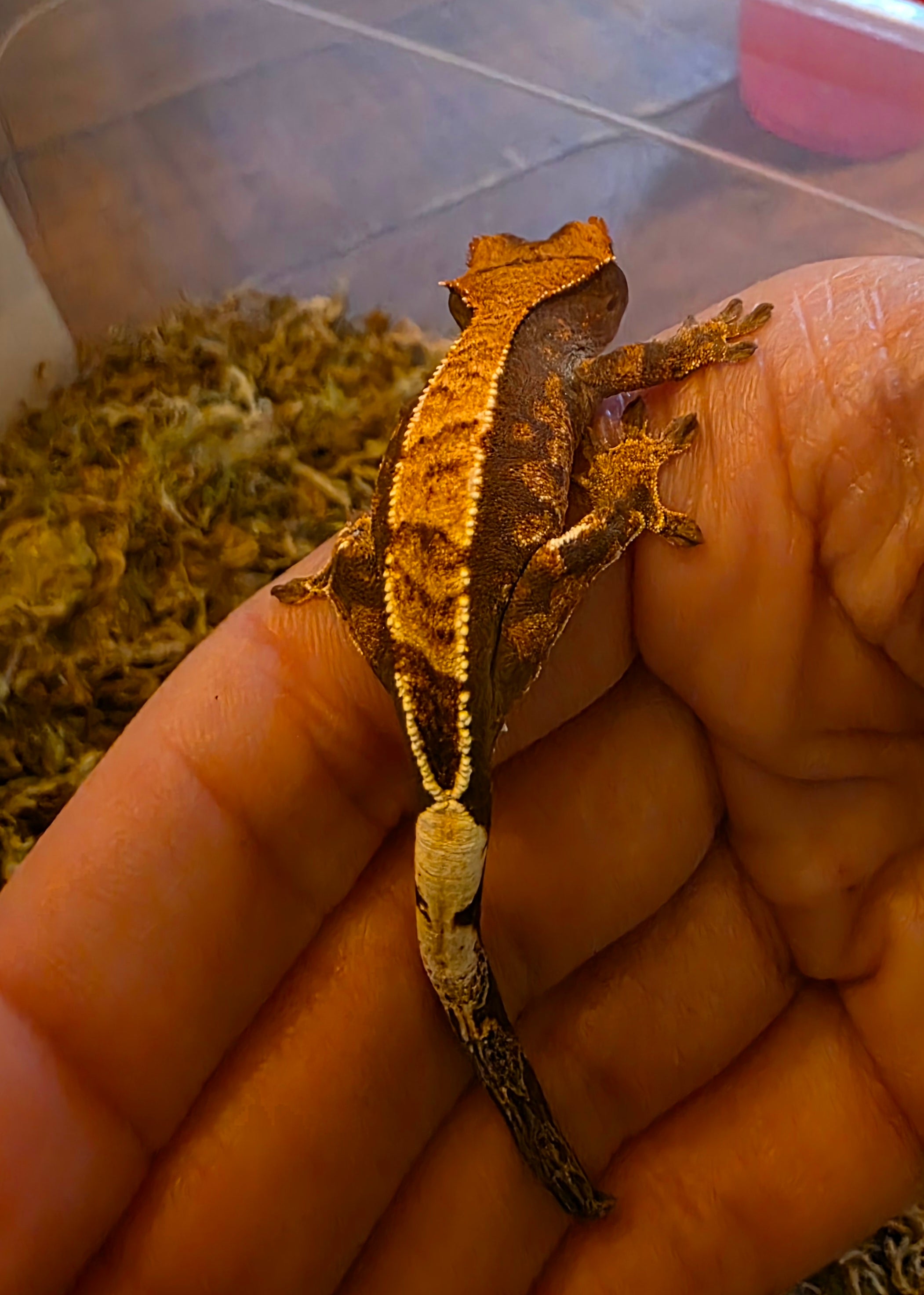 Juvenile Cappuccino Crested Gecko cbb
