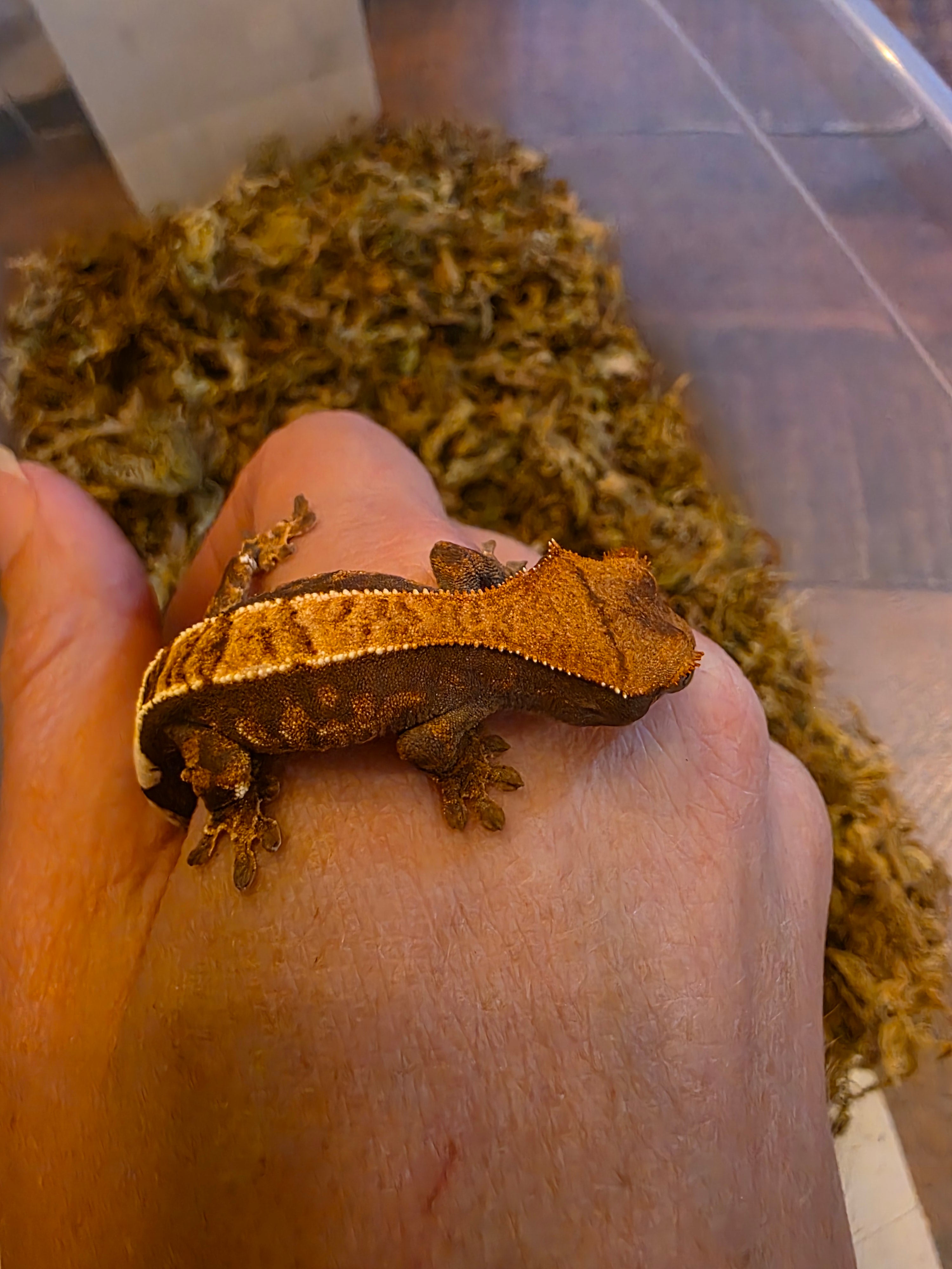 Juvenile Cappuccino Crested Gecko cbb