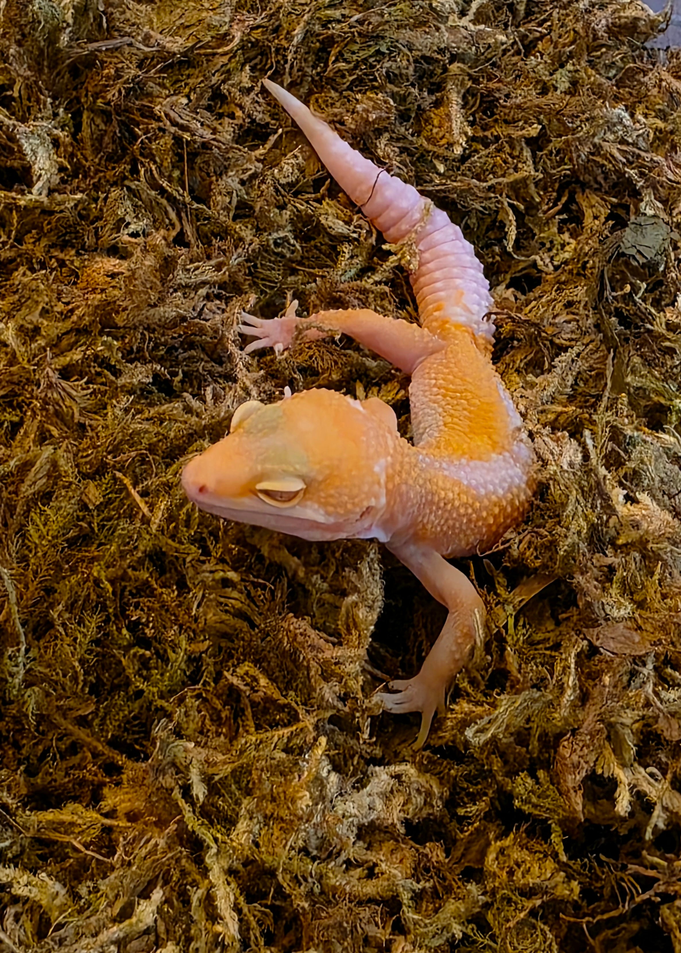 Juvenile APTOR Leopard Gecko cbb
