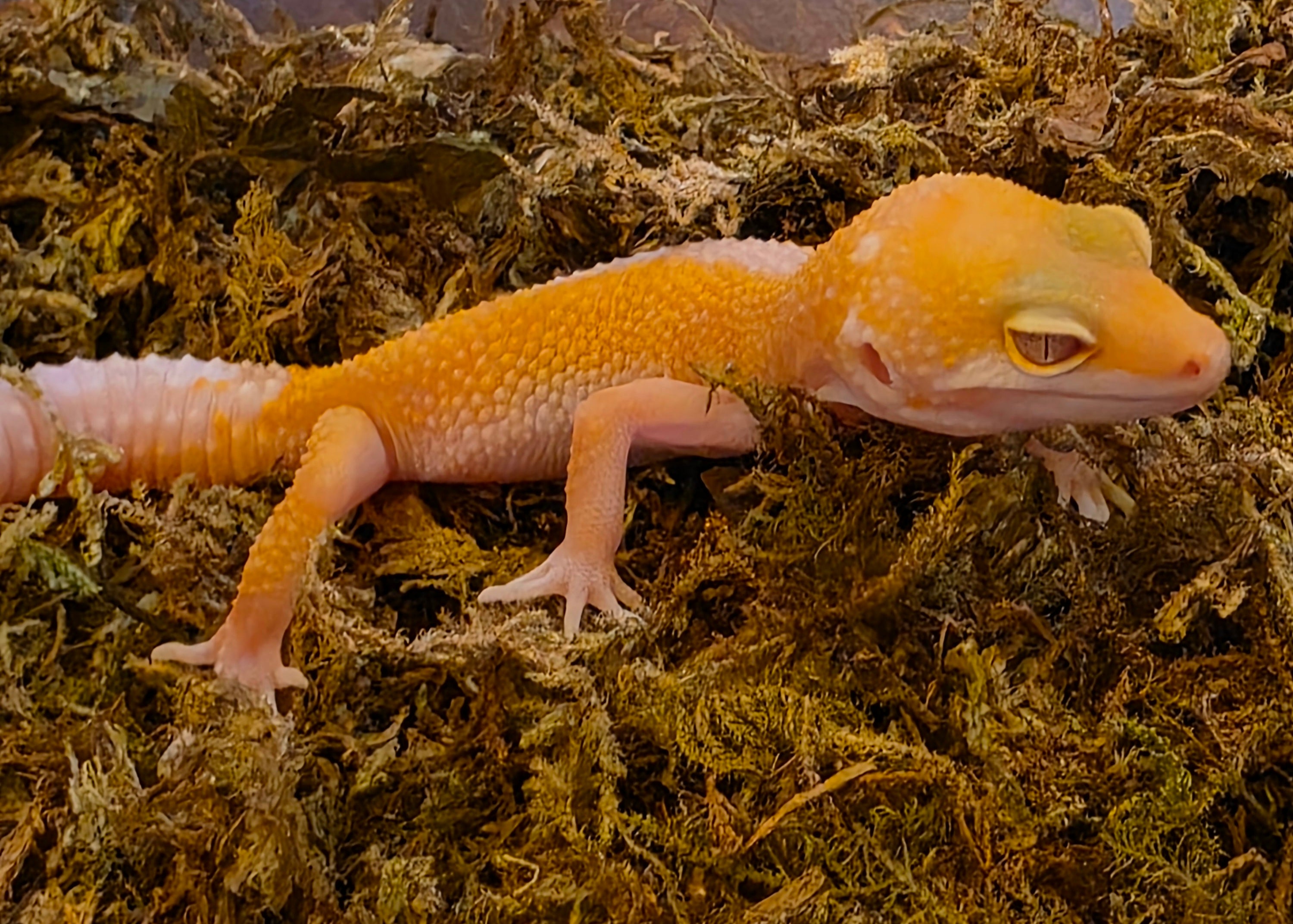 Juvenile APTOR Leopard Gecko cbb