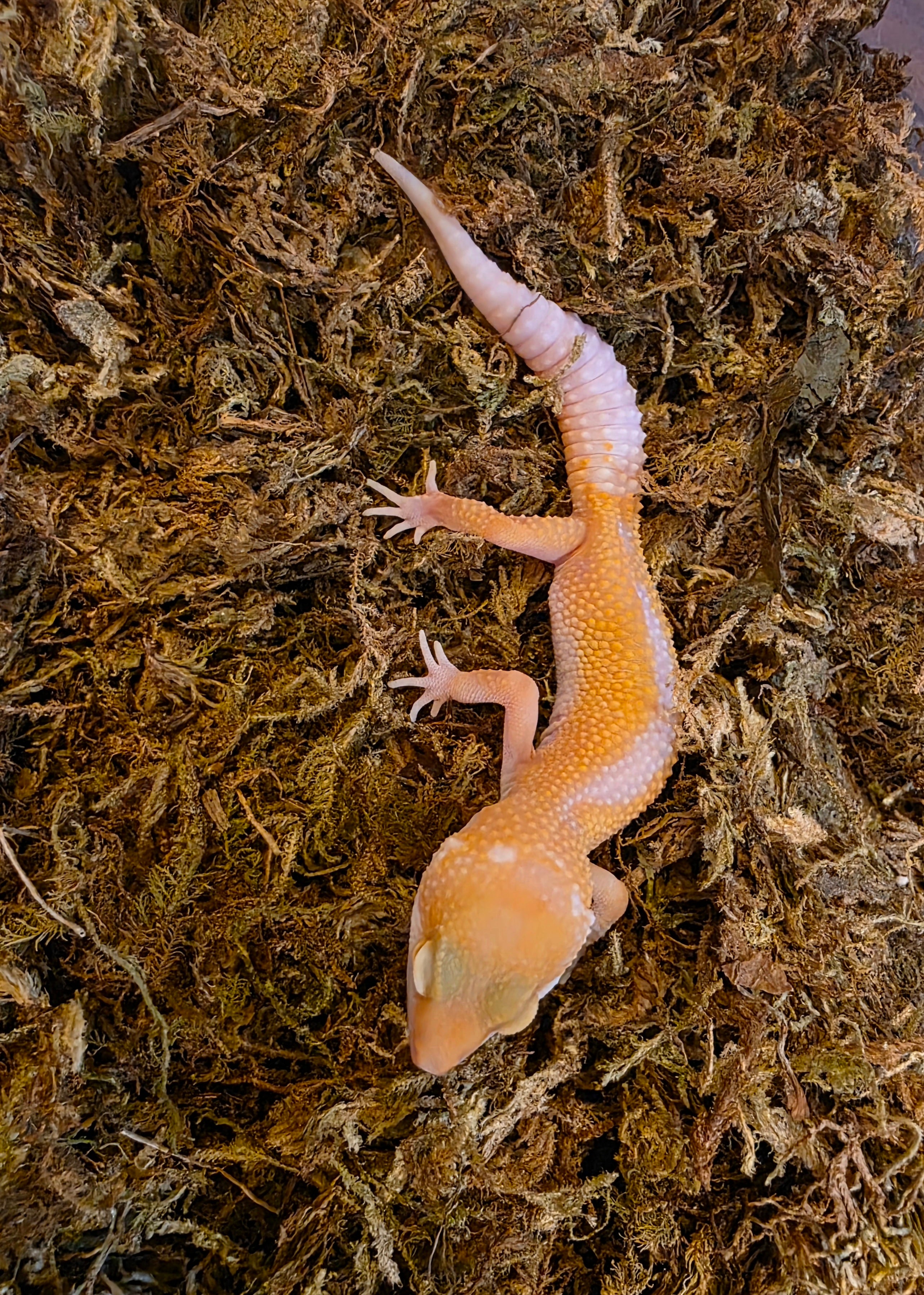 Juvenile APTOR Leopard Gecko cbb