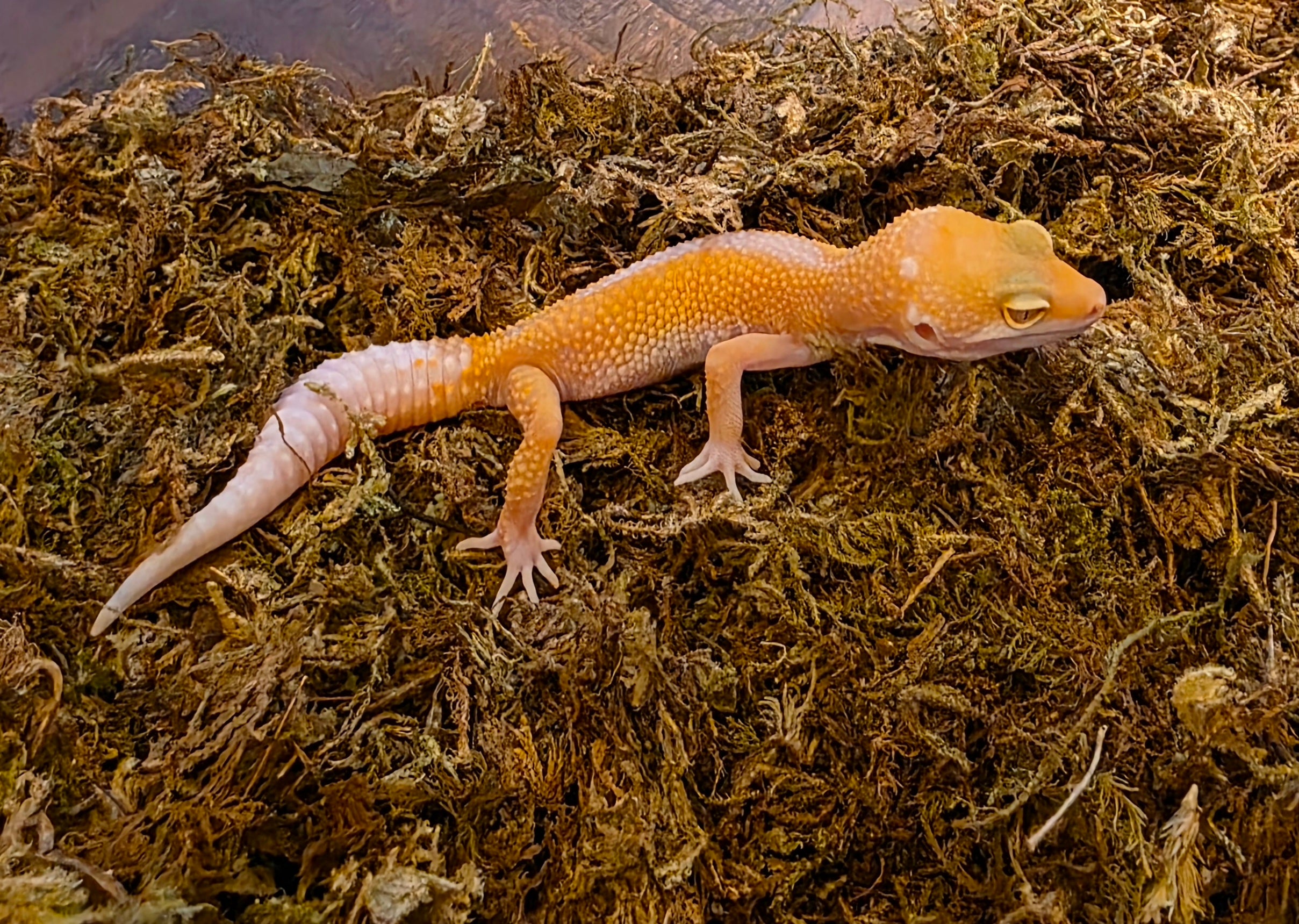 Juvenile APTOR Leopard Gecko cbb