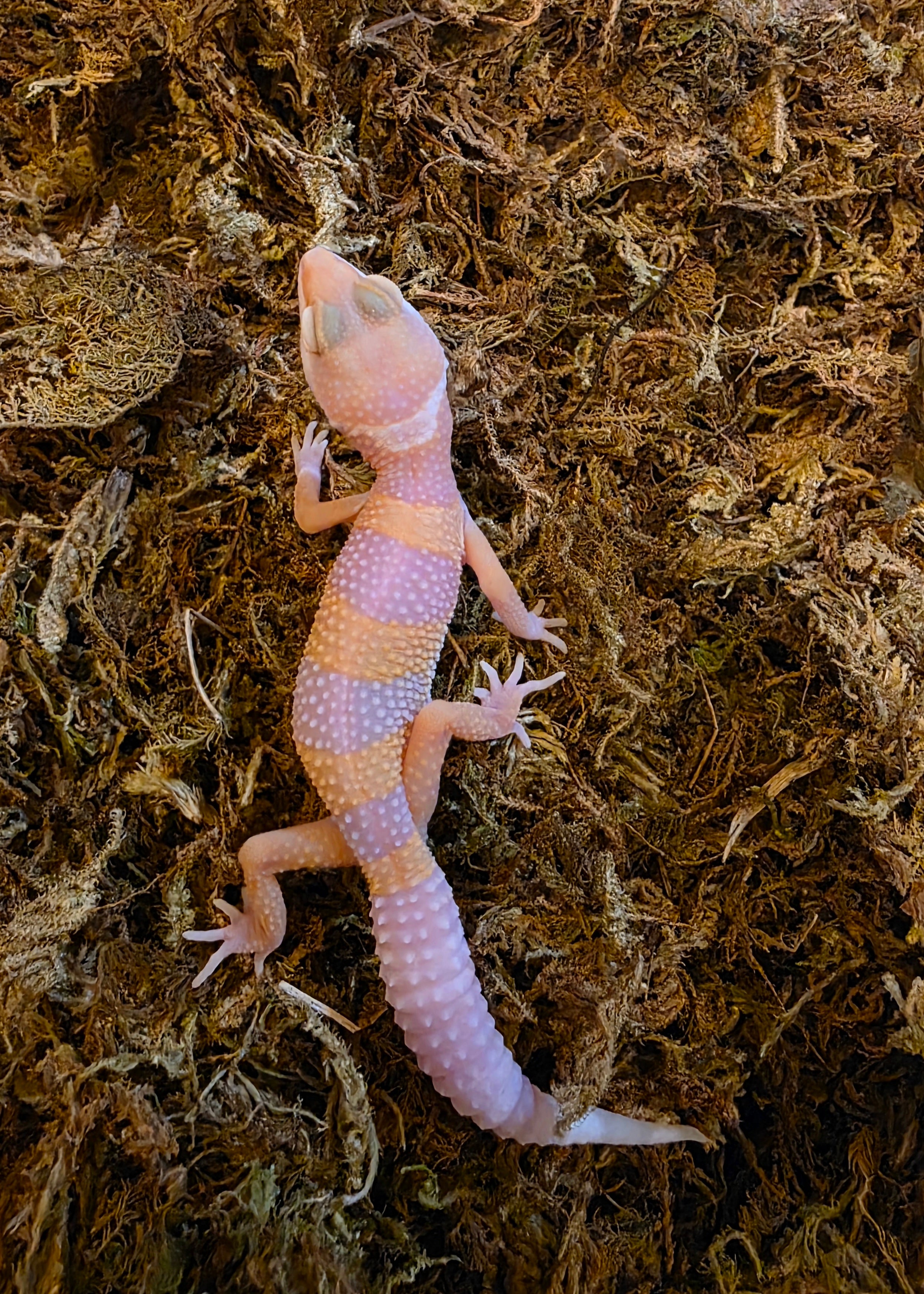 Juvenile Albino Leopard Gecko cbb