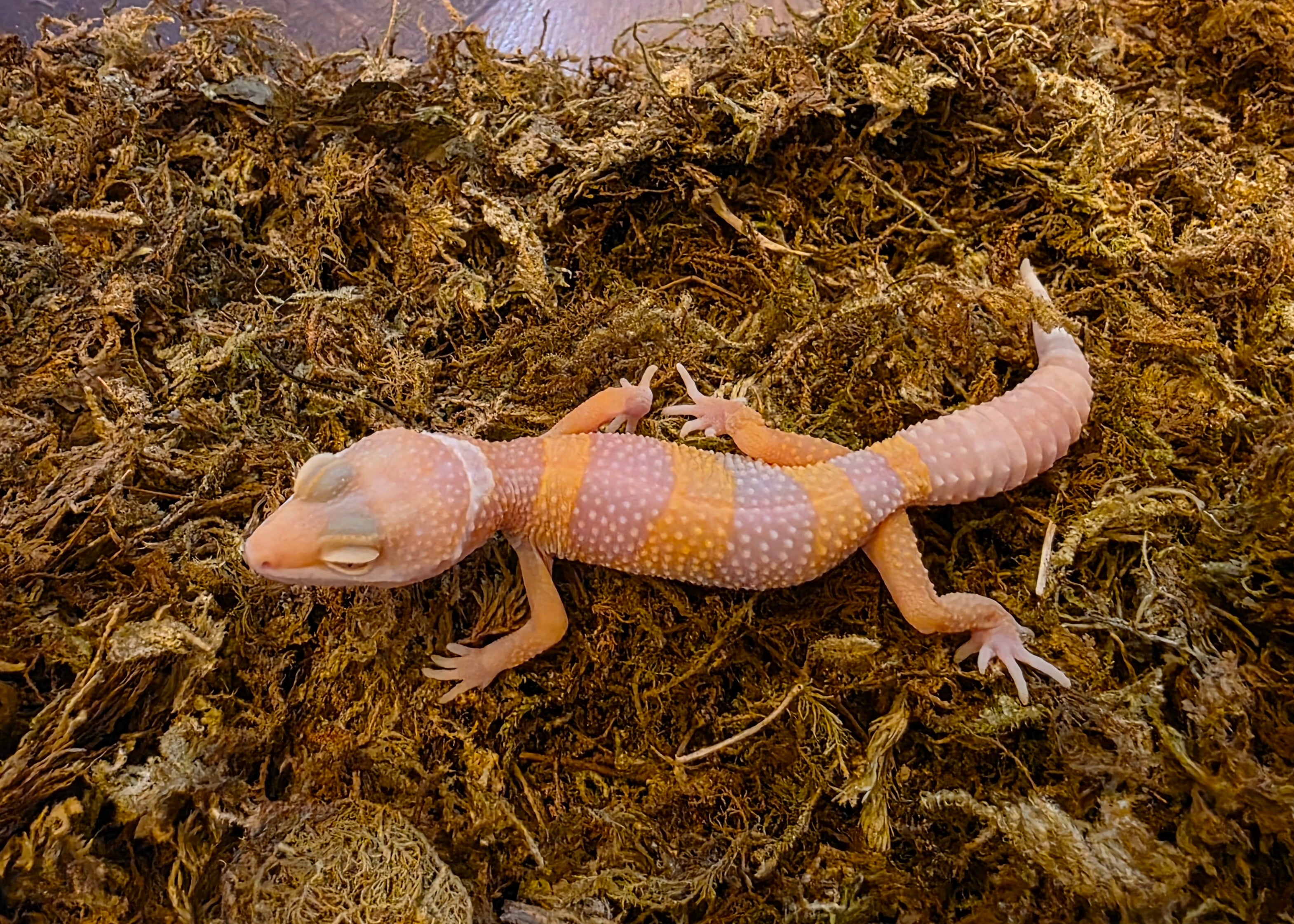 Juvenile Albino Leopard Gecko cbb
