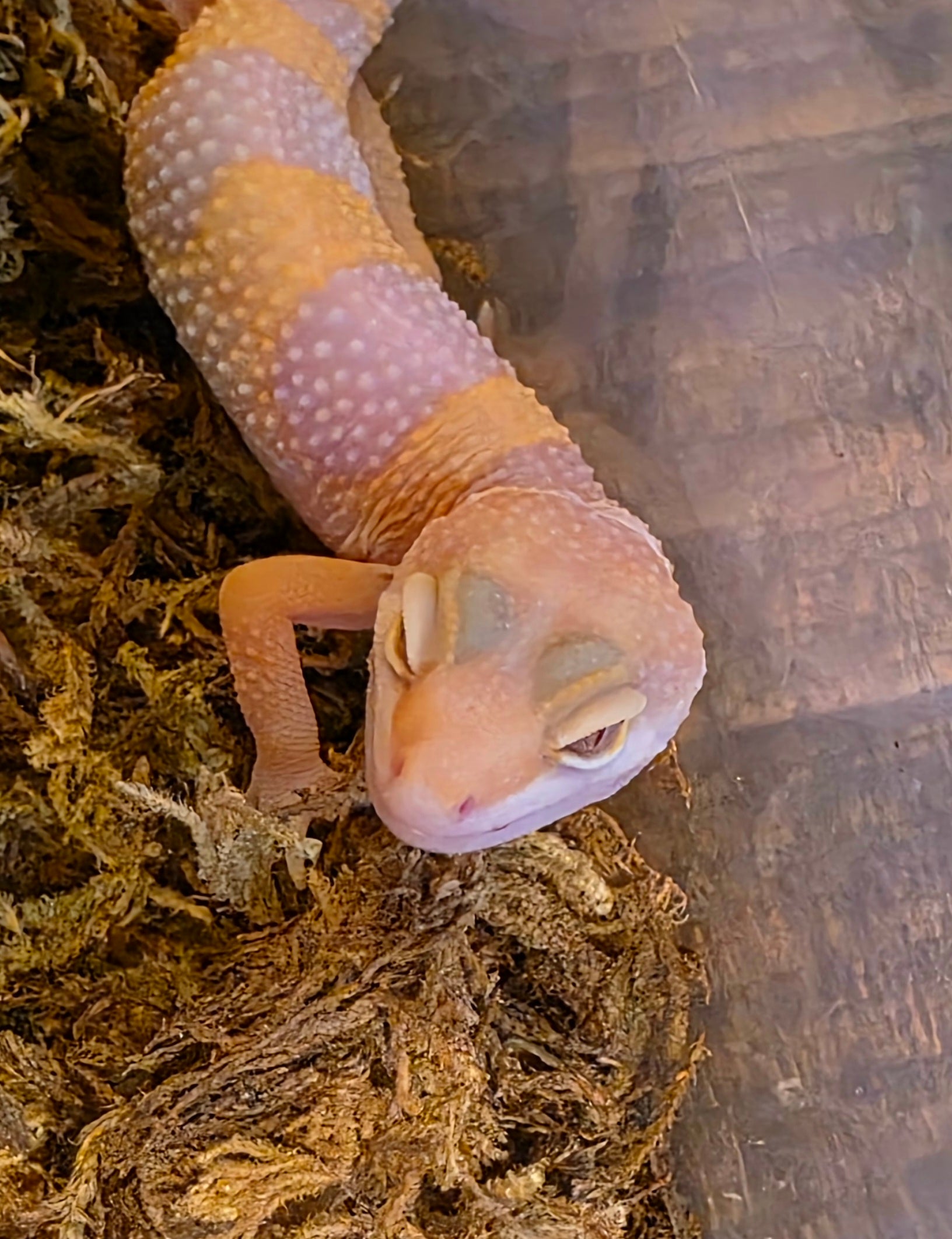 Juvenile Albino Leopard Gecko cbb