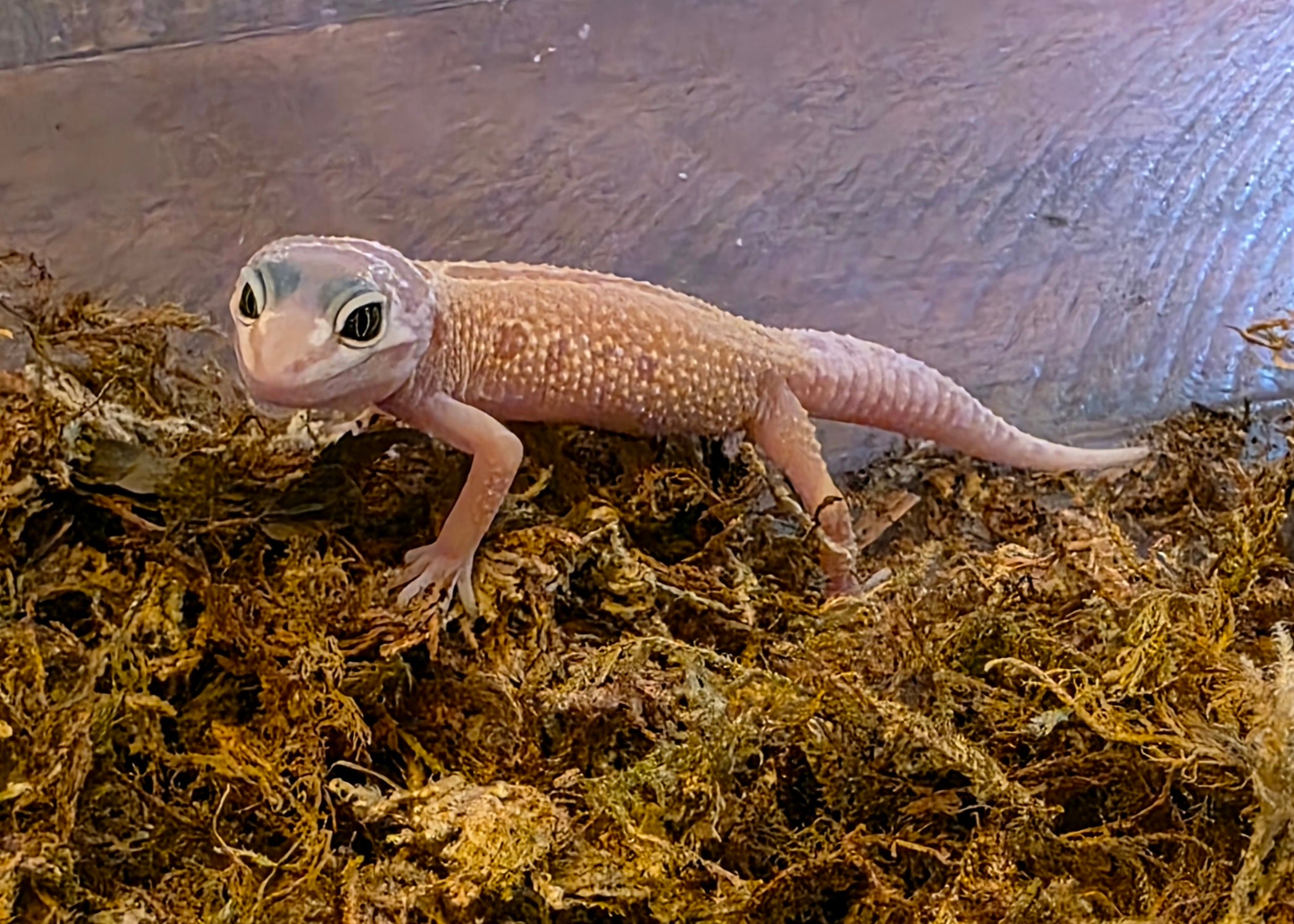 Juvenile Leucistic/Patternless Leopard Gecko cbb