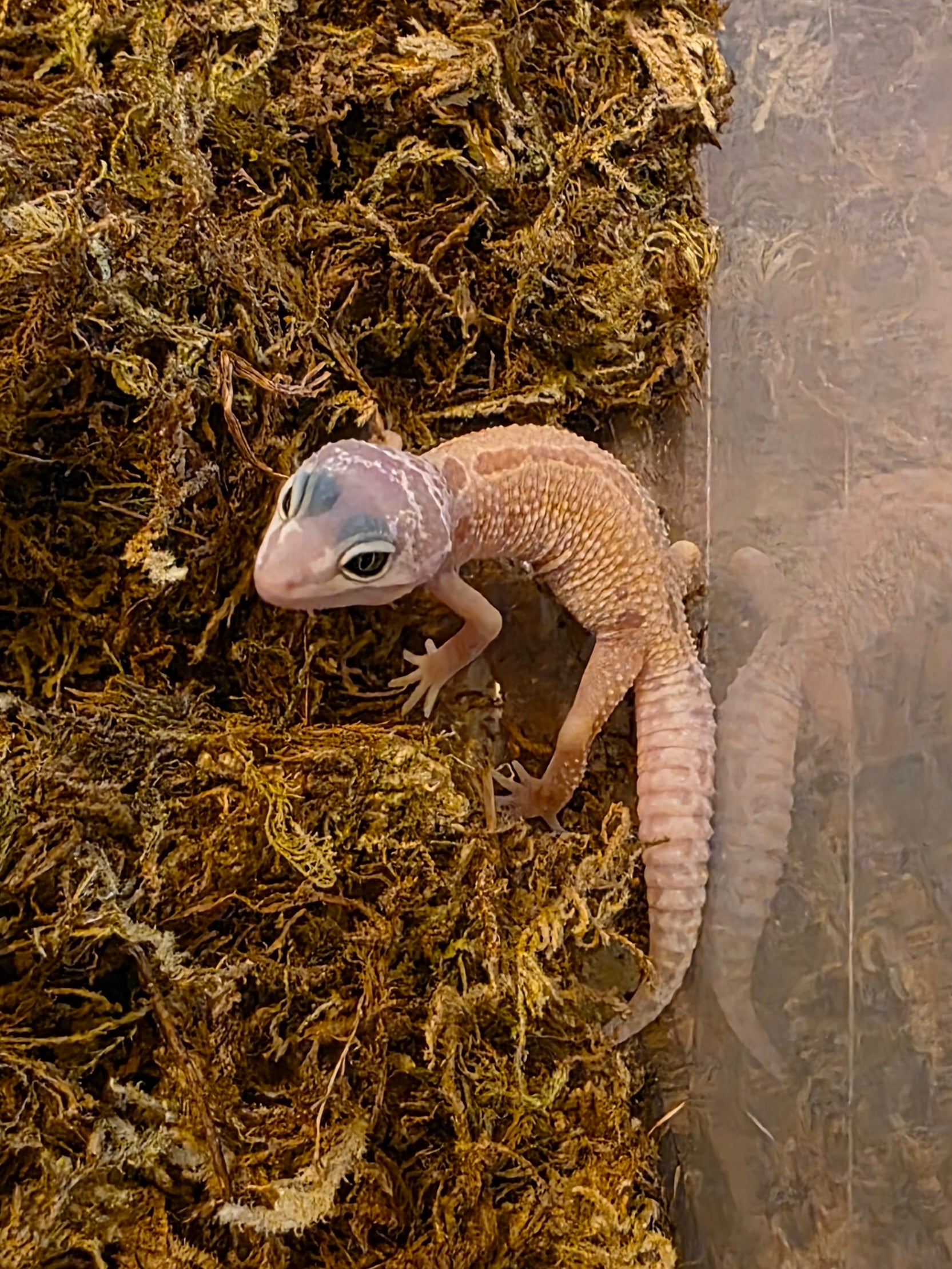 Juvenile Leucistic/Patternless Leopard Gecko cbb